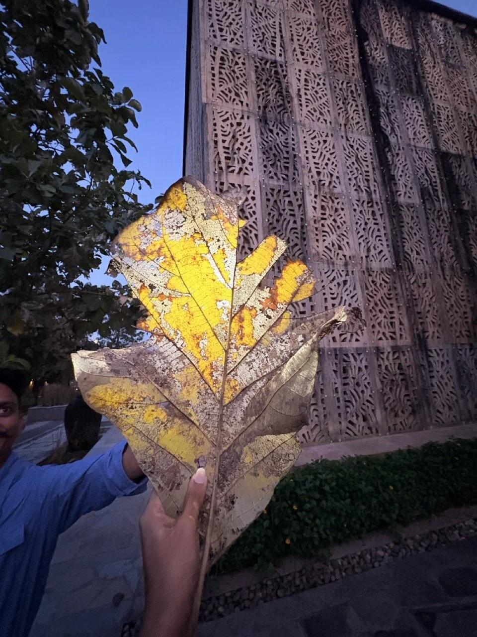  The dried sal leaf is the inspiration for the jalis of the Haveli. 