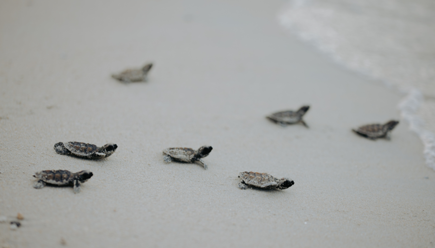 Turtle Hatching_1.png
