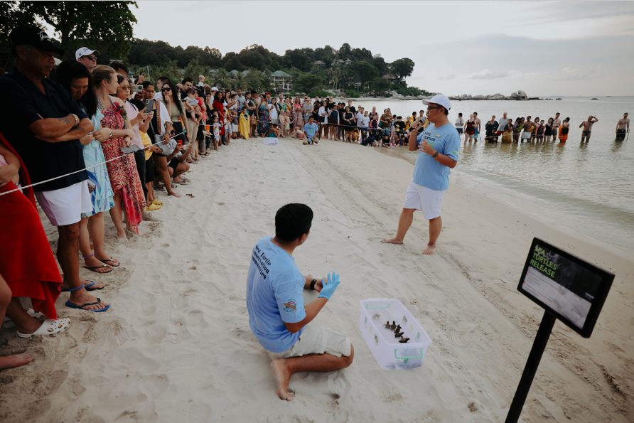 Turtle Hatching_2.png