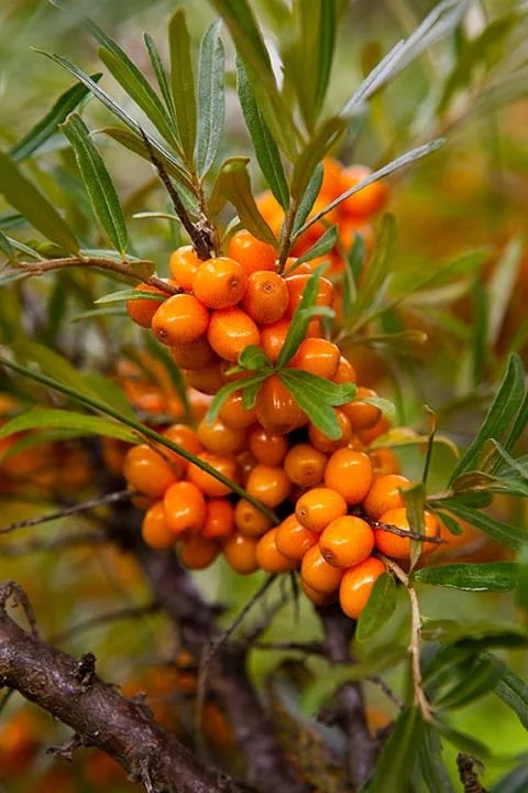 Sea Buckthorn.jpeg