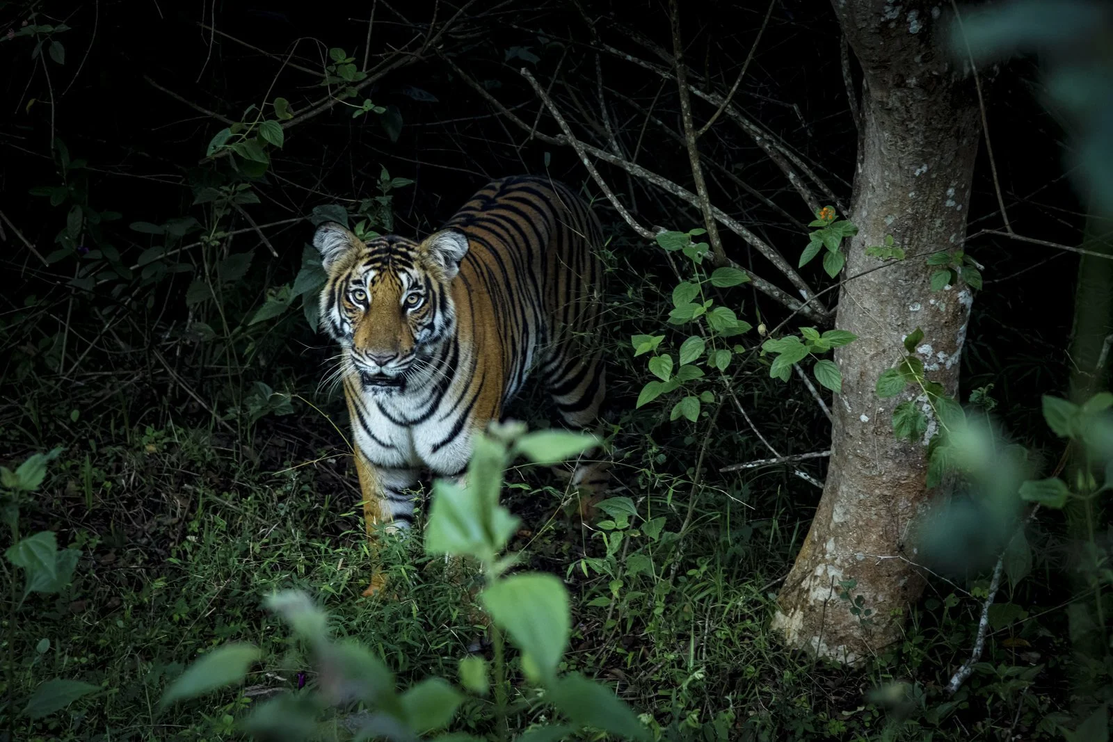 The Serai Resorts Puts Birdlife in Focus for World Wildlife Week