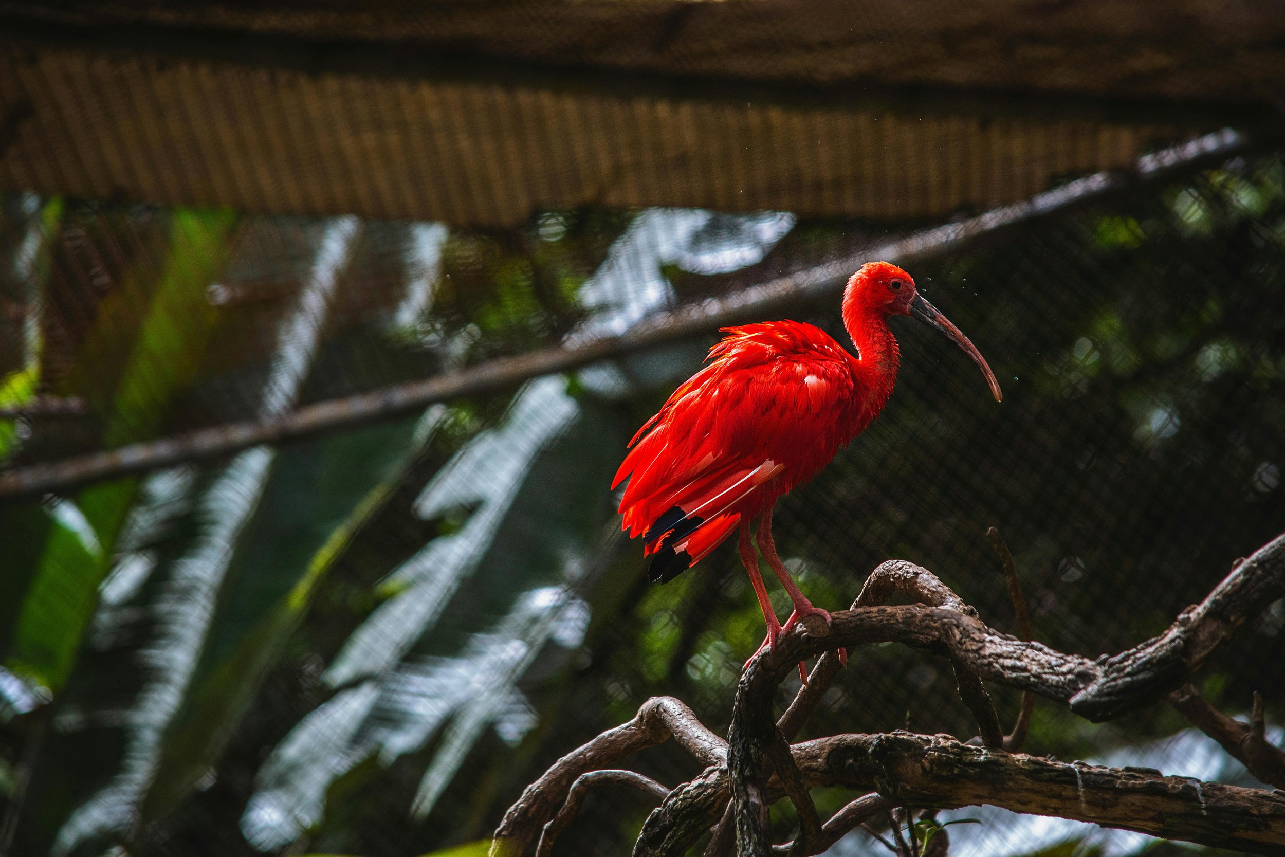 Scarlet ibis.jpg