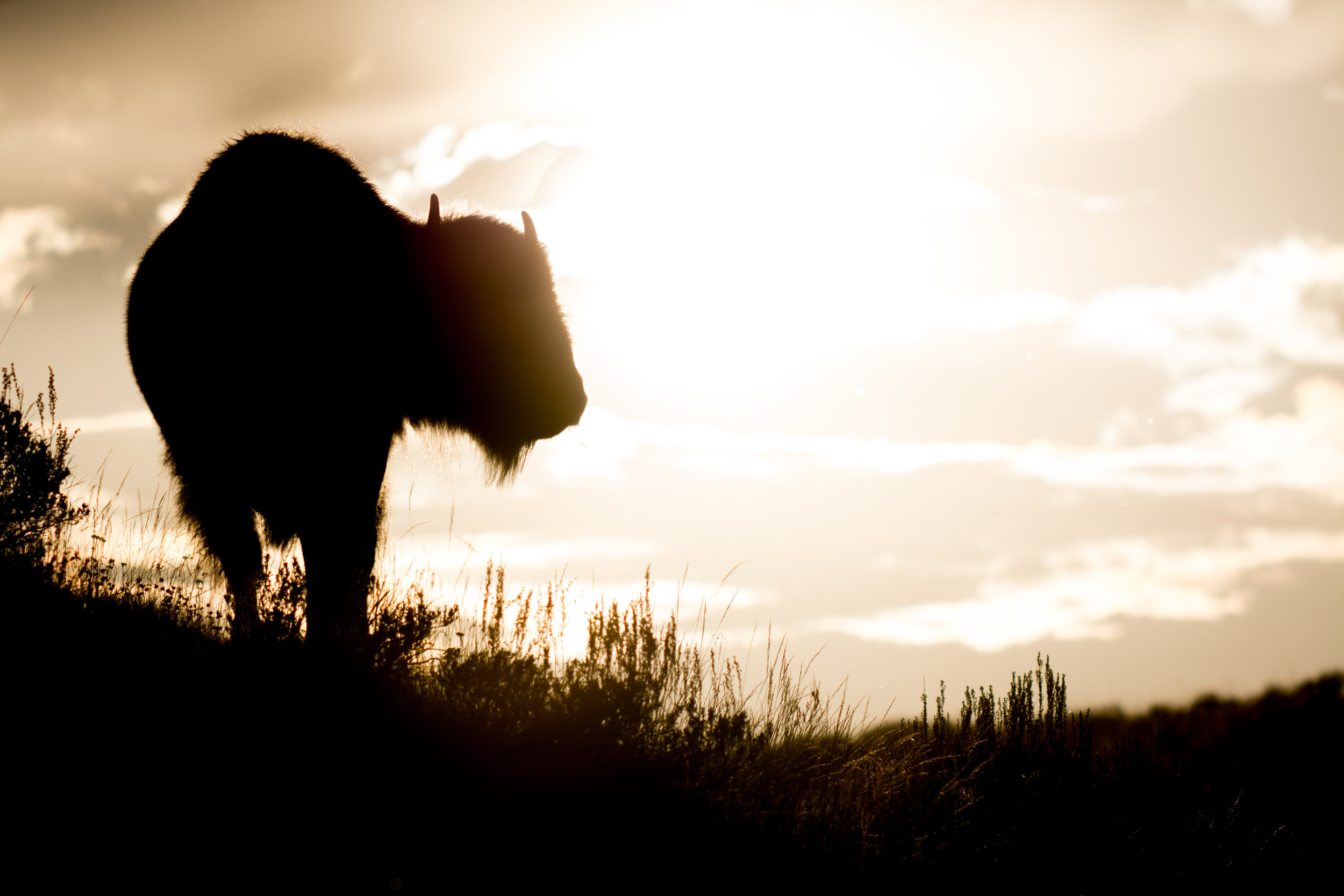 Bison sunset silhouette