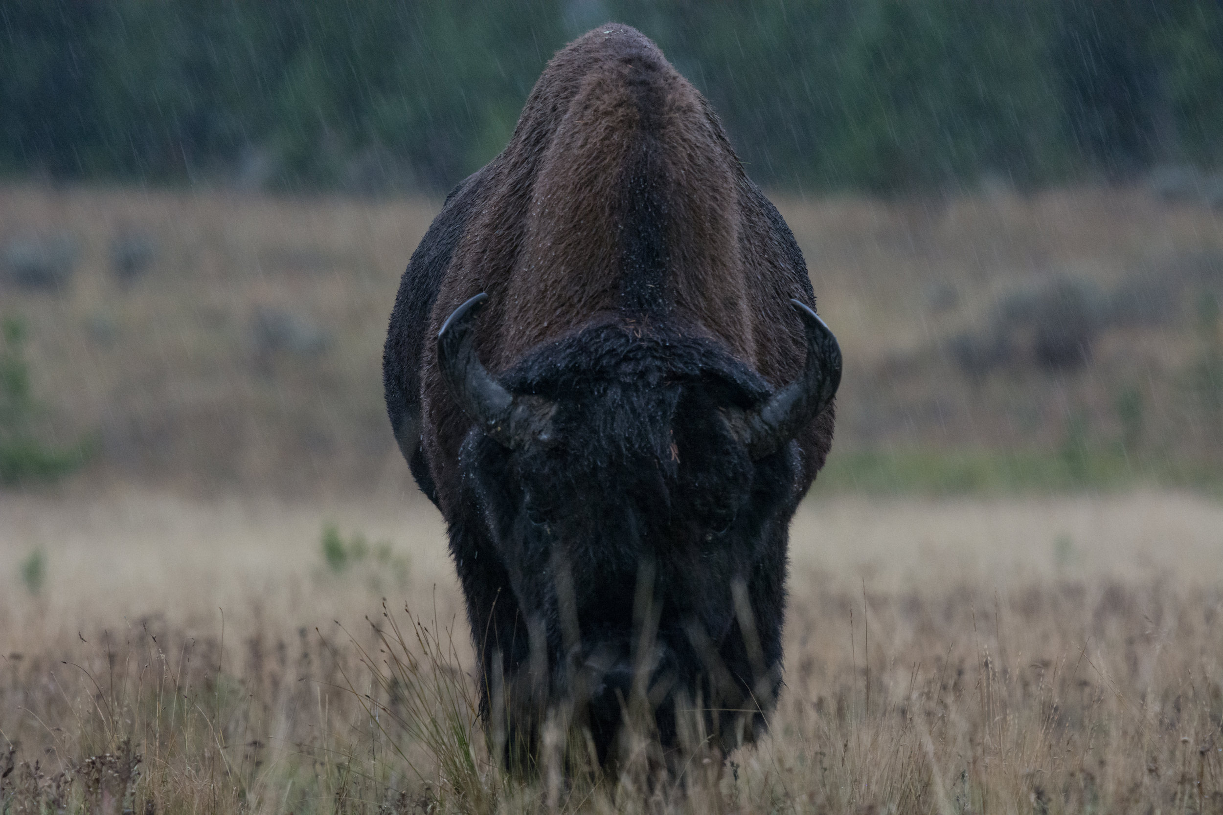Bison in the Rain