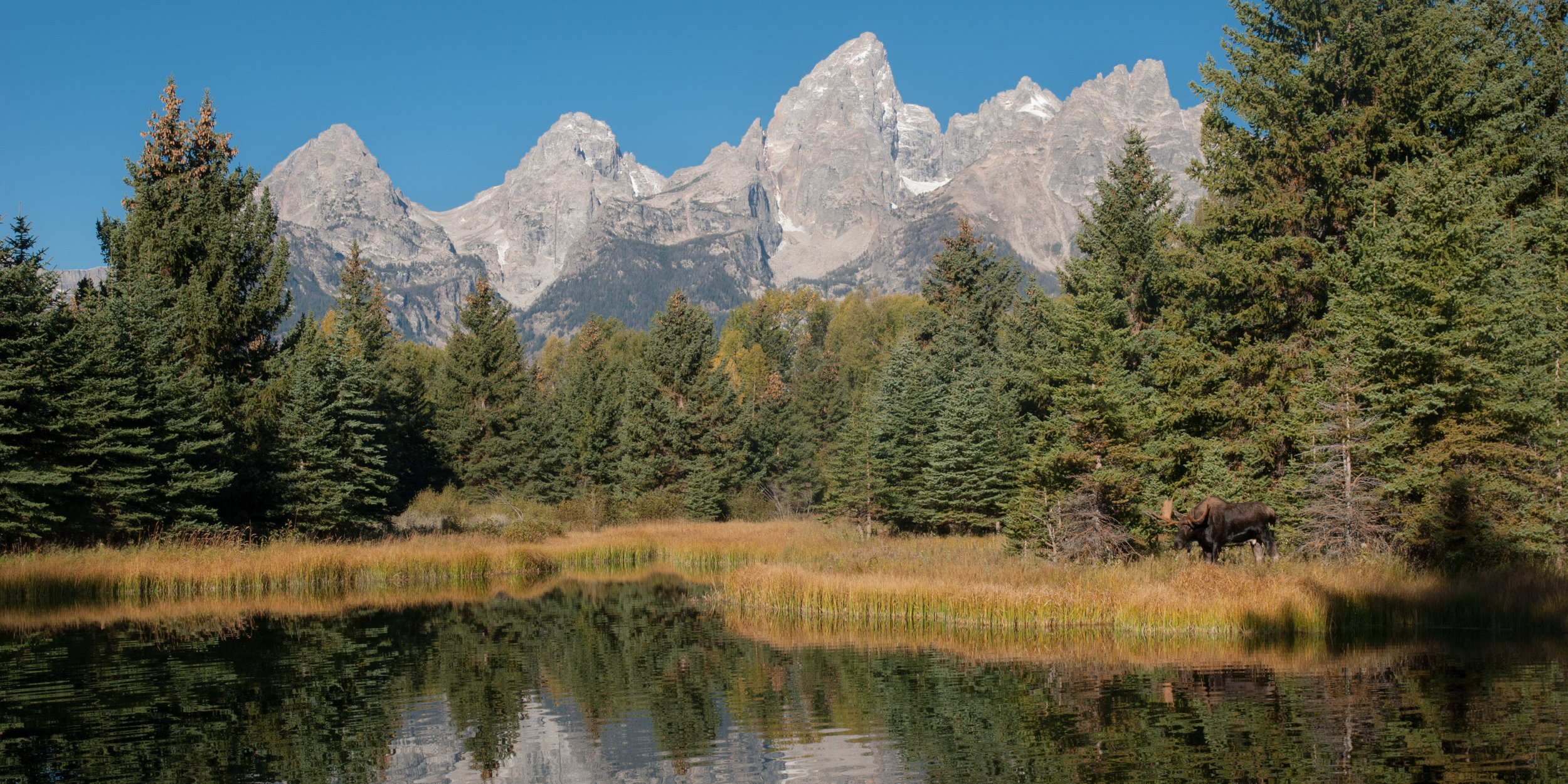 Teton Moose Landing