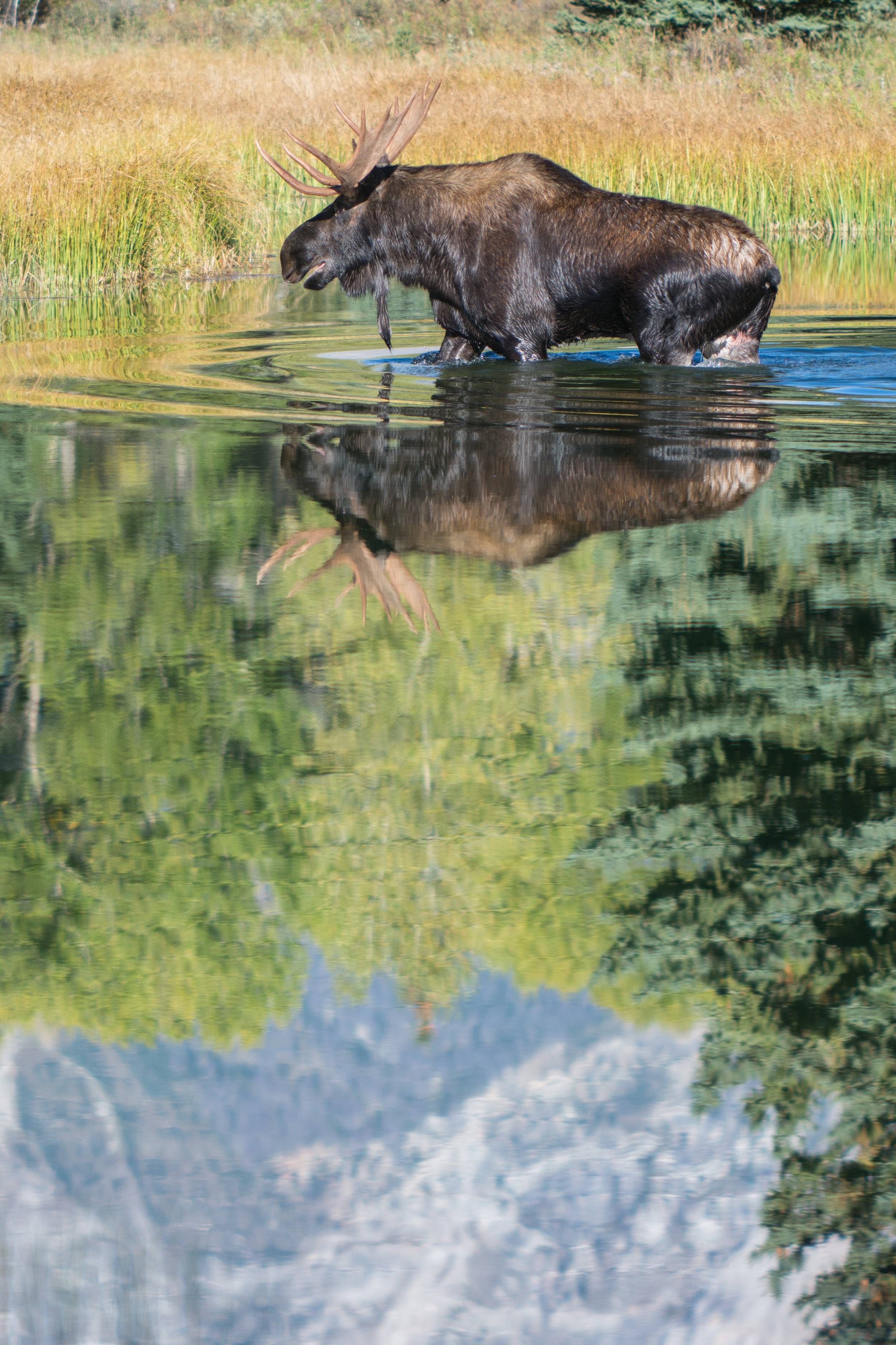 Moose reflections