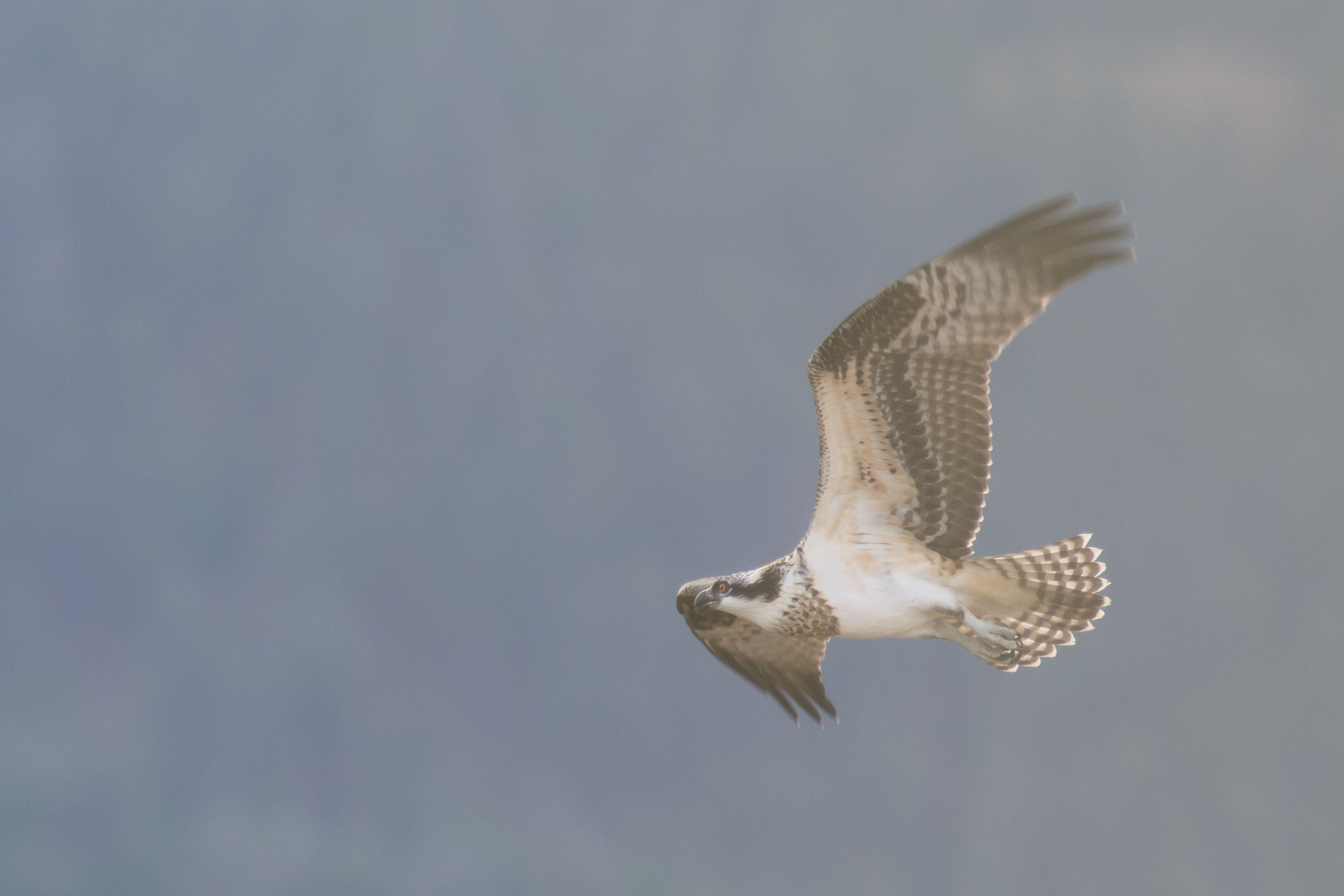 Juvenile Osprey