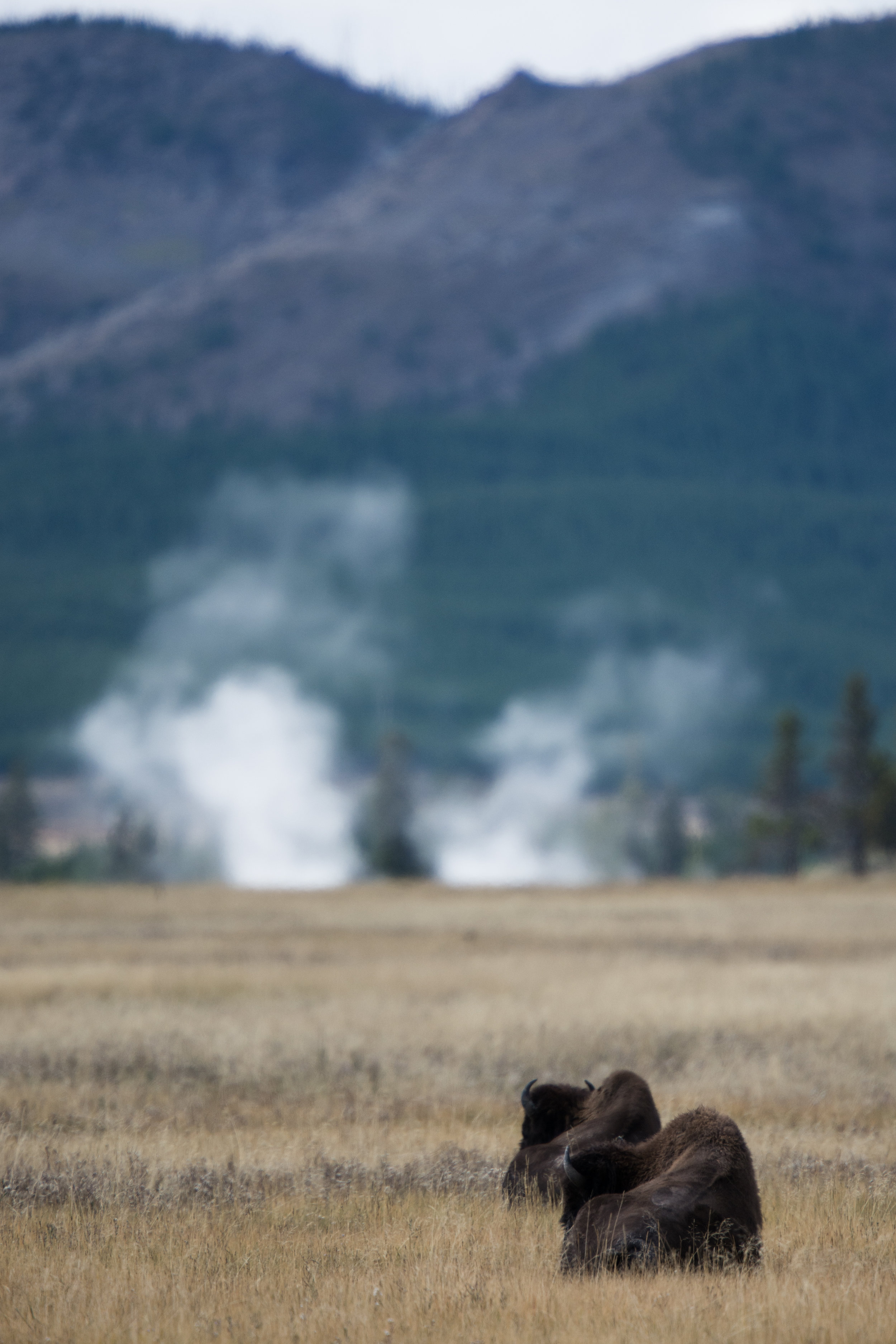 Bison pair