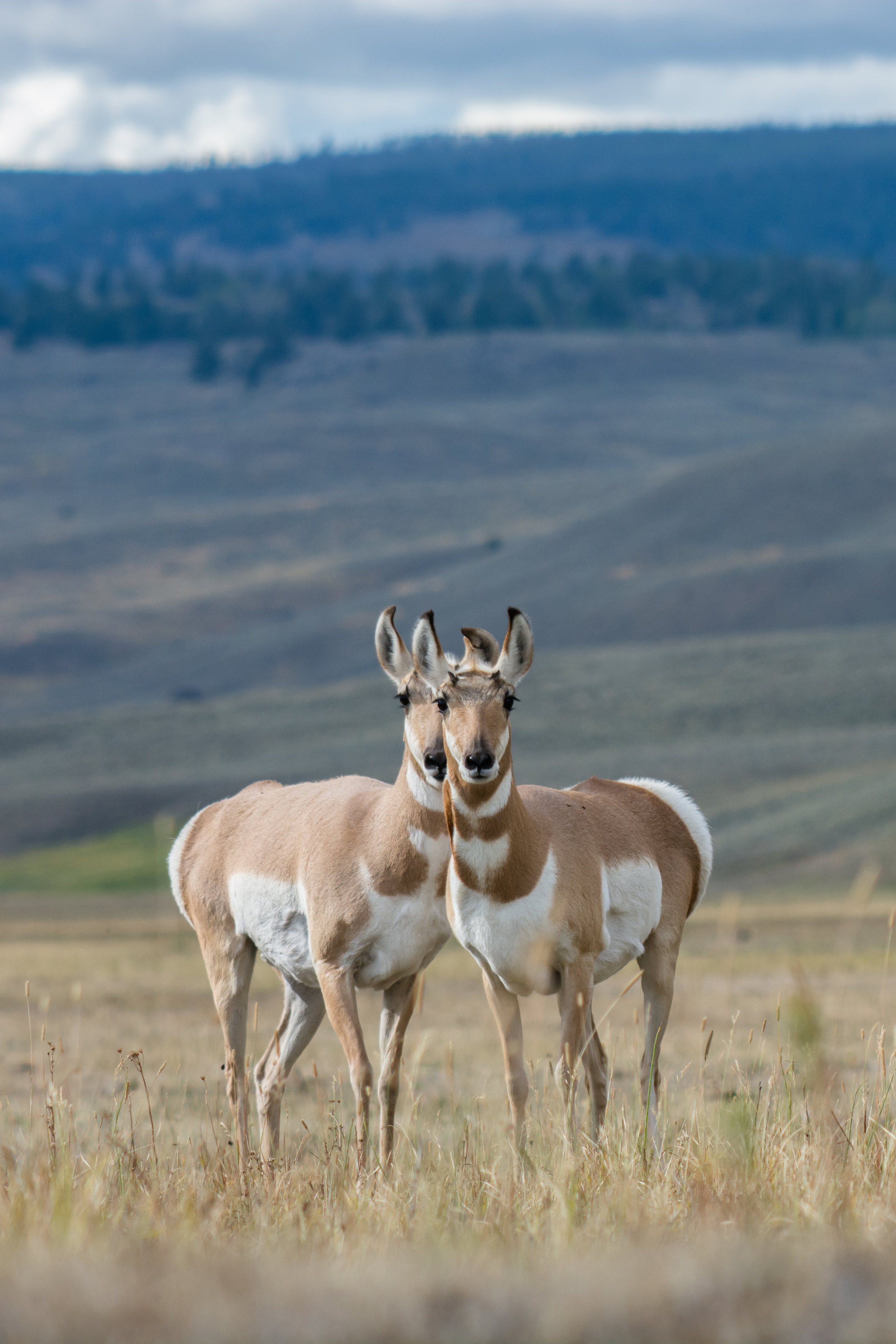 Seeing pronghorn double