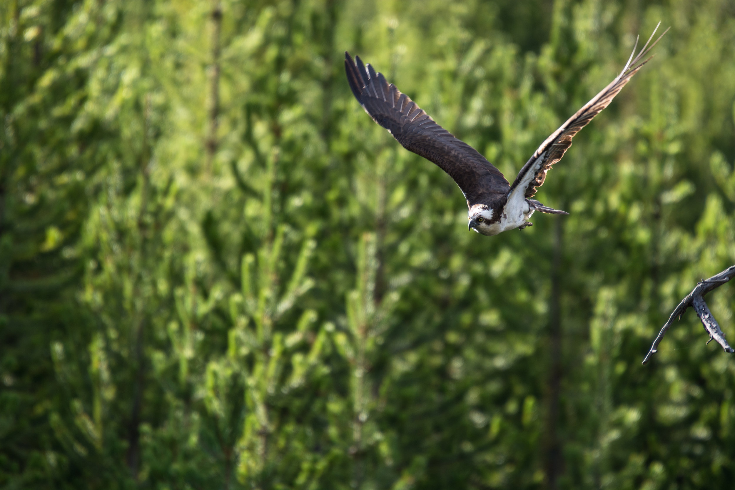 Osprey takeoff
