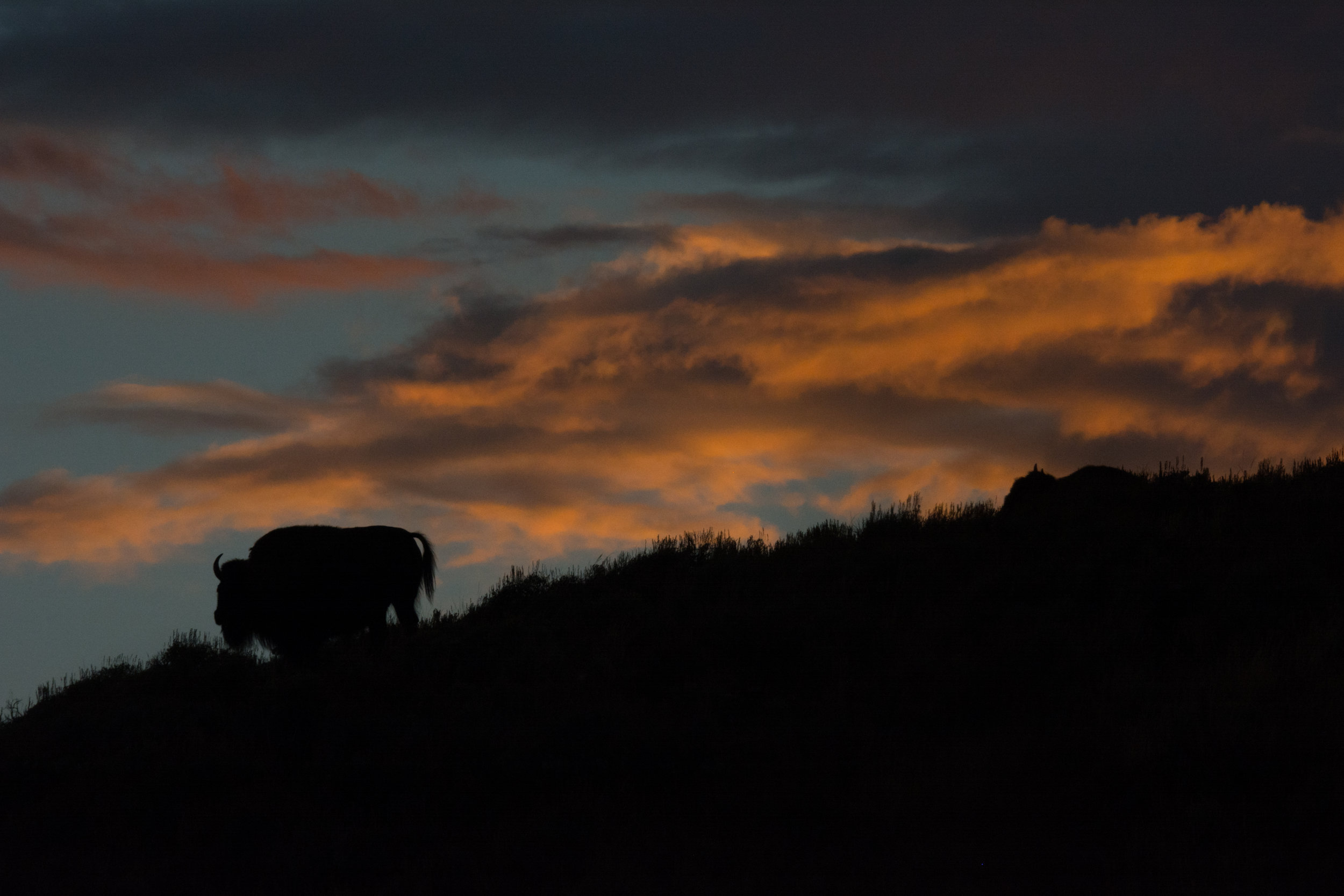 Bison on the horizon