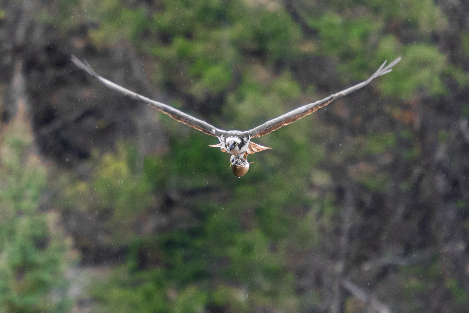 Bird in the sky, fish in talons