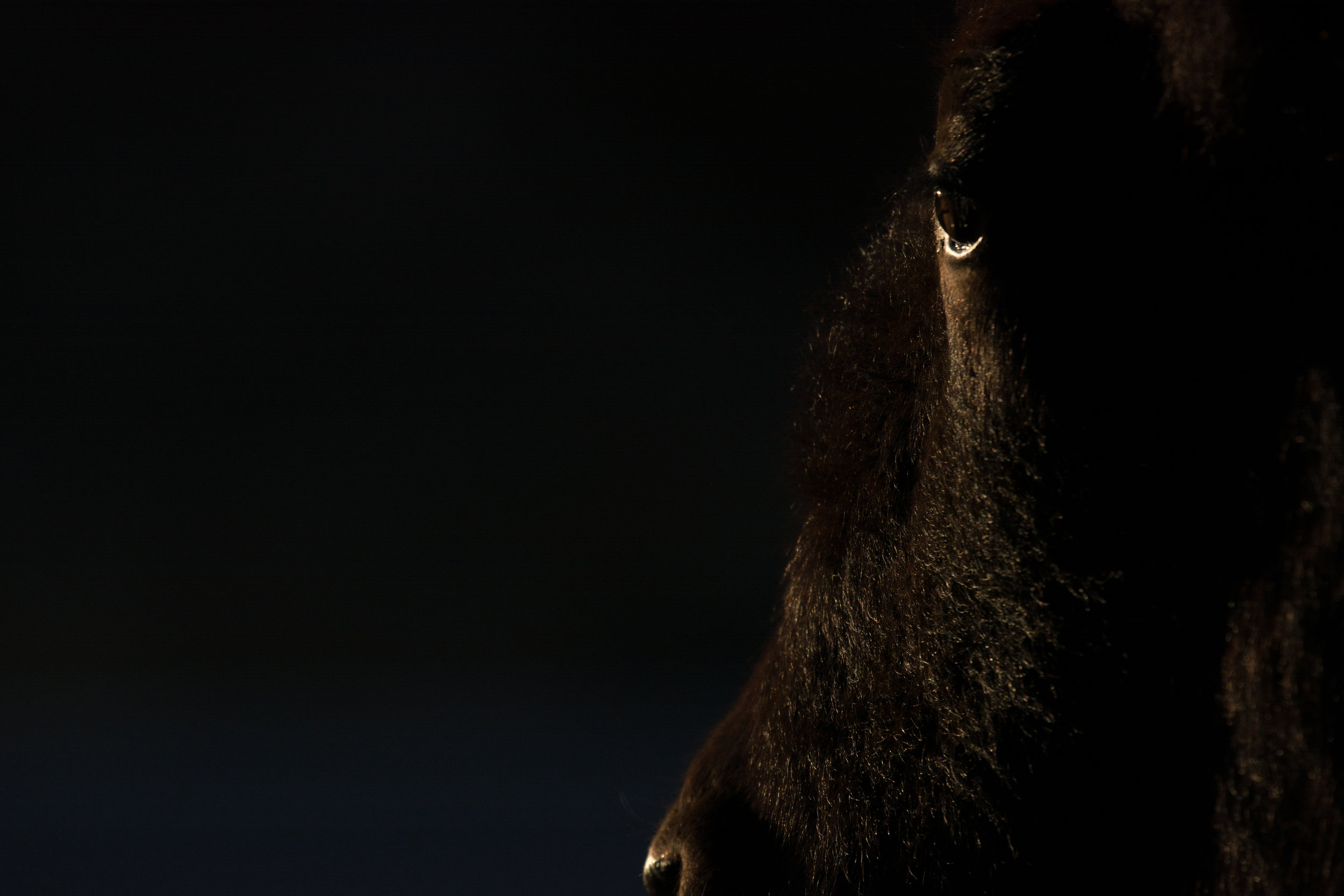 Too close to bison