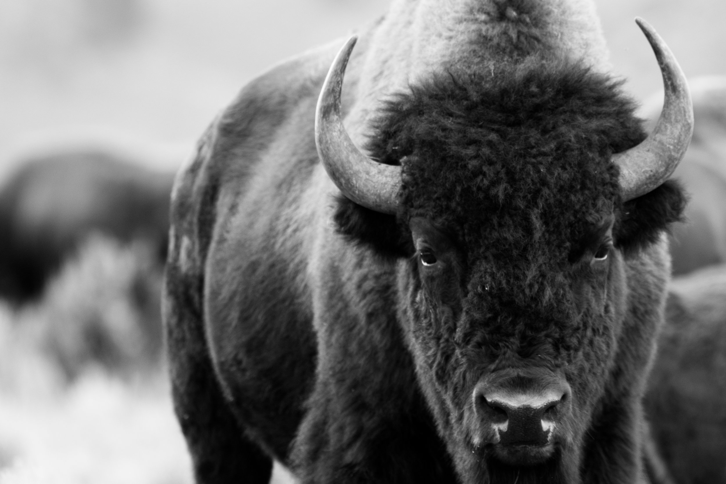Black and white bison