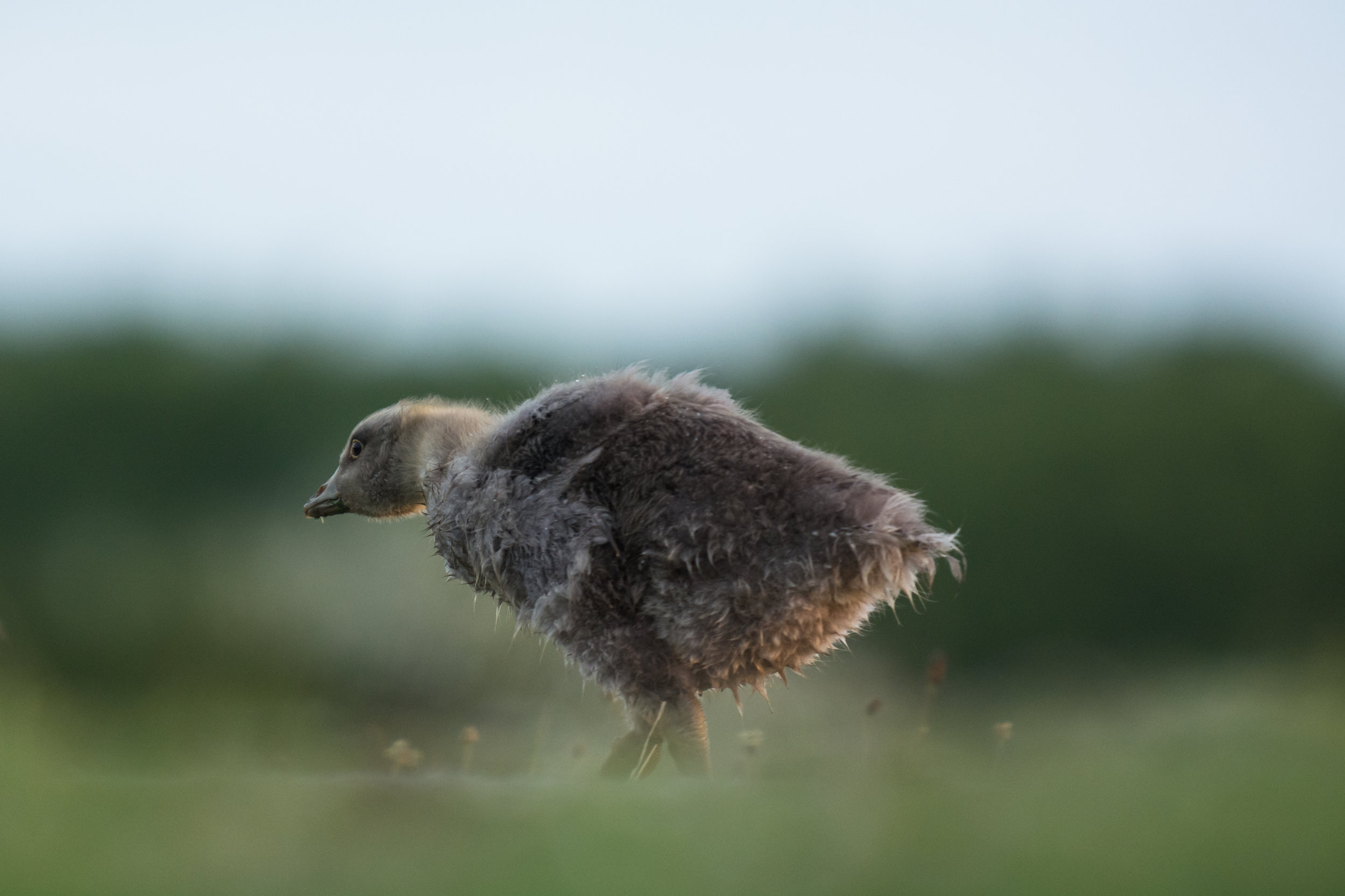 Duckling