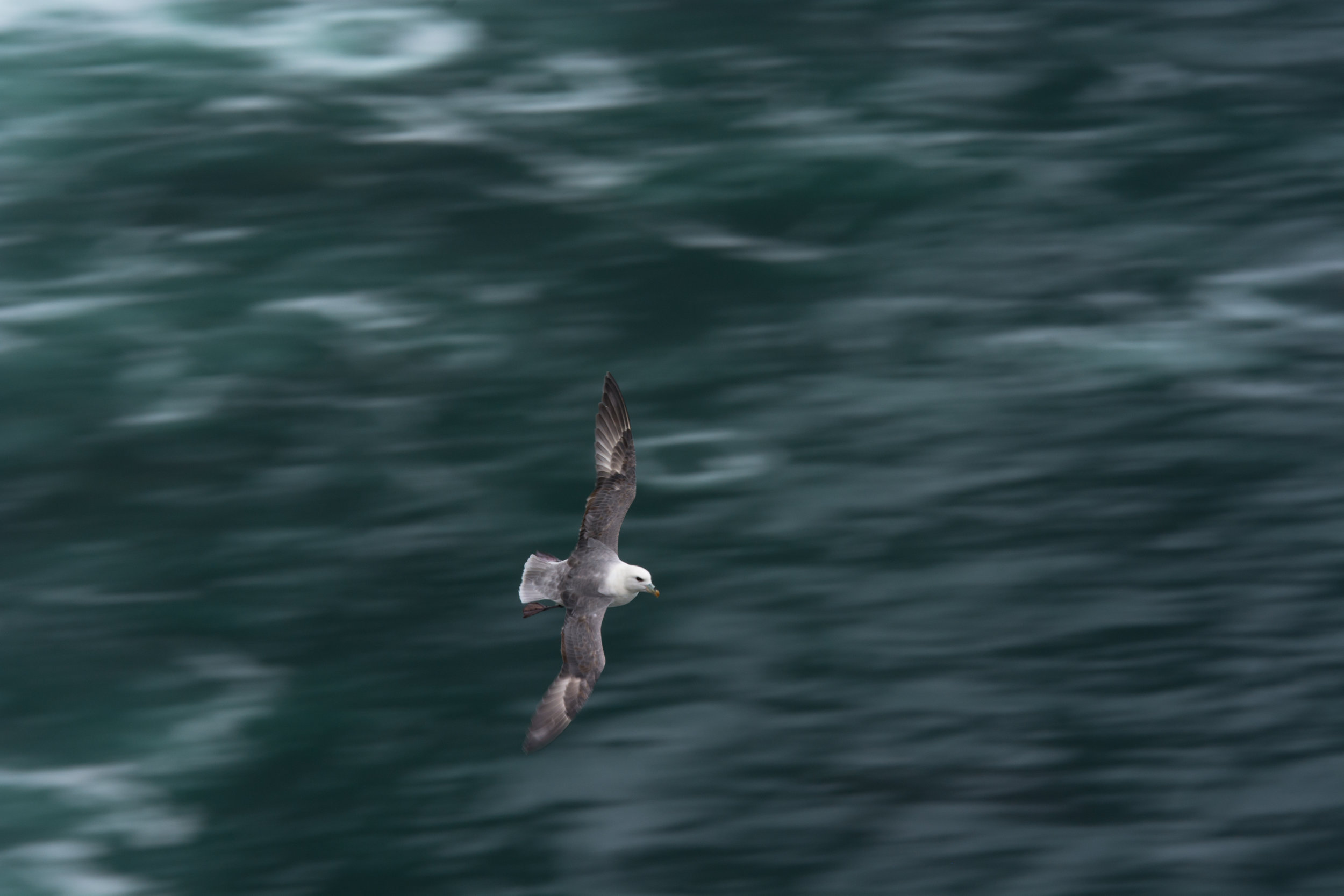 Fulmar
