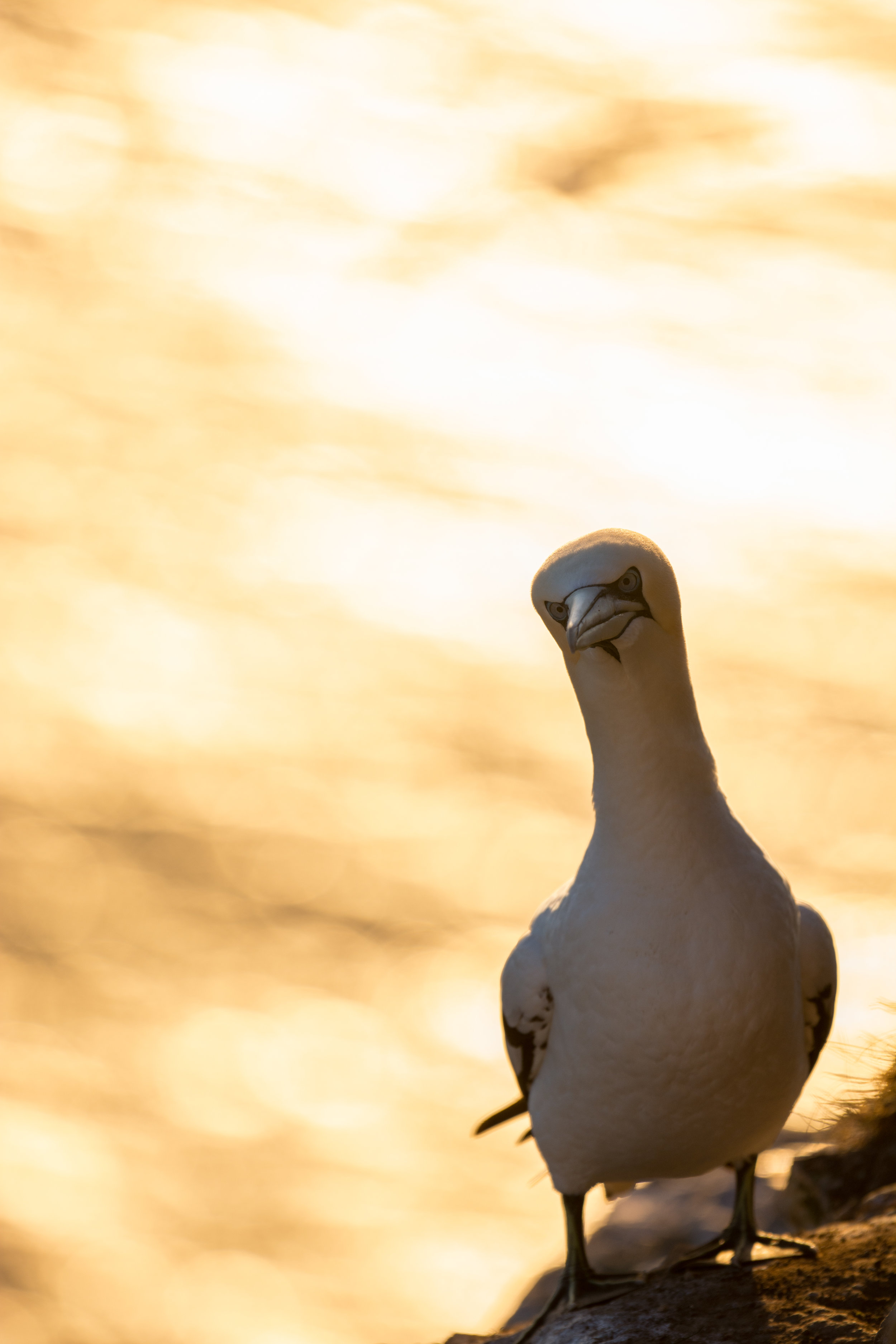 EdR_Gannet_Against_SunriseSea.jpg