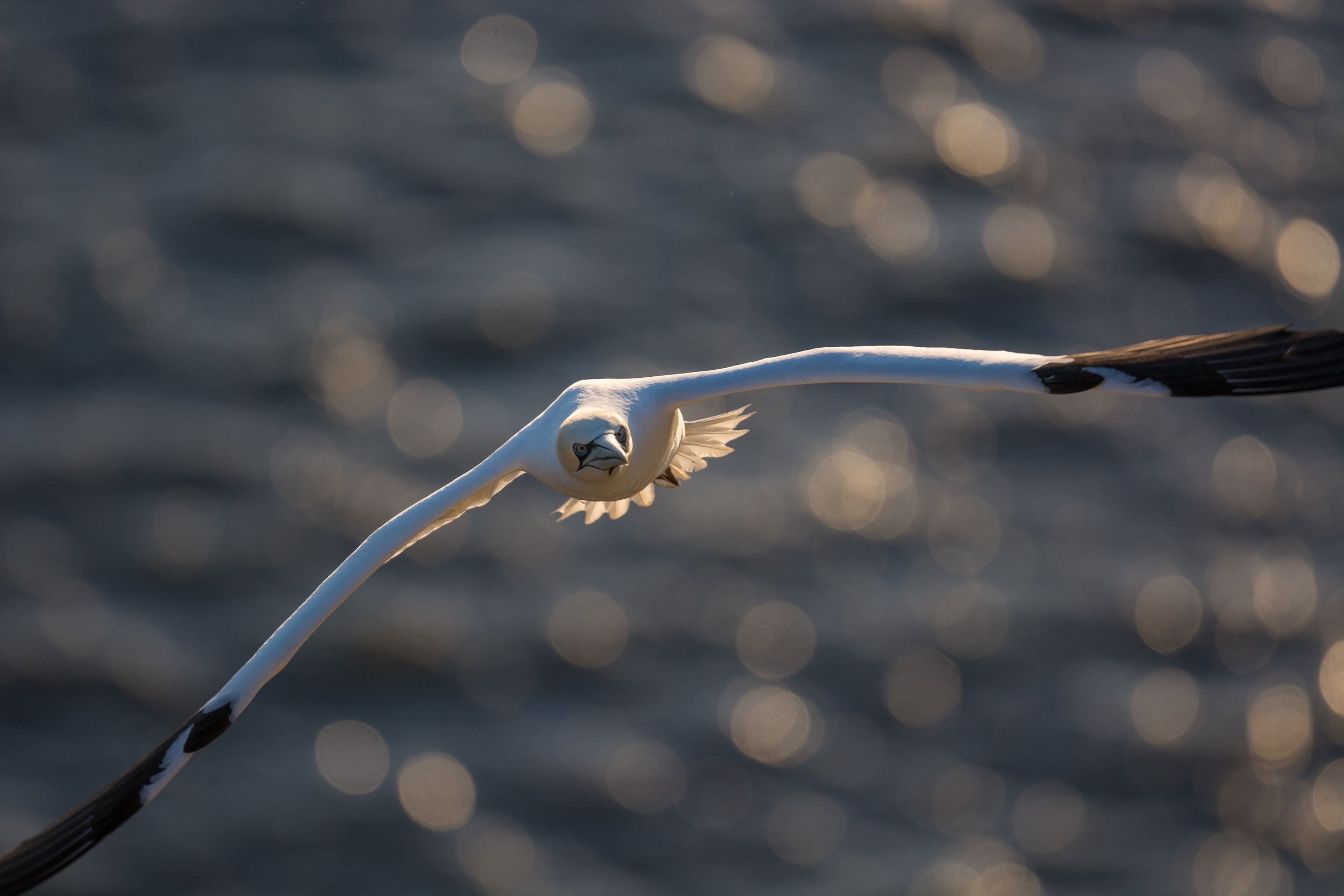 Coming in
