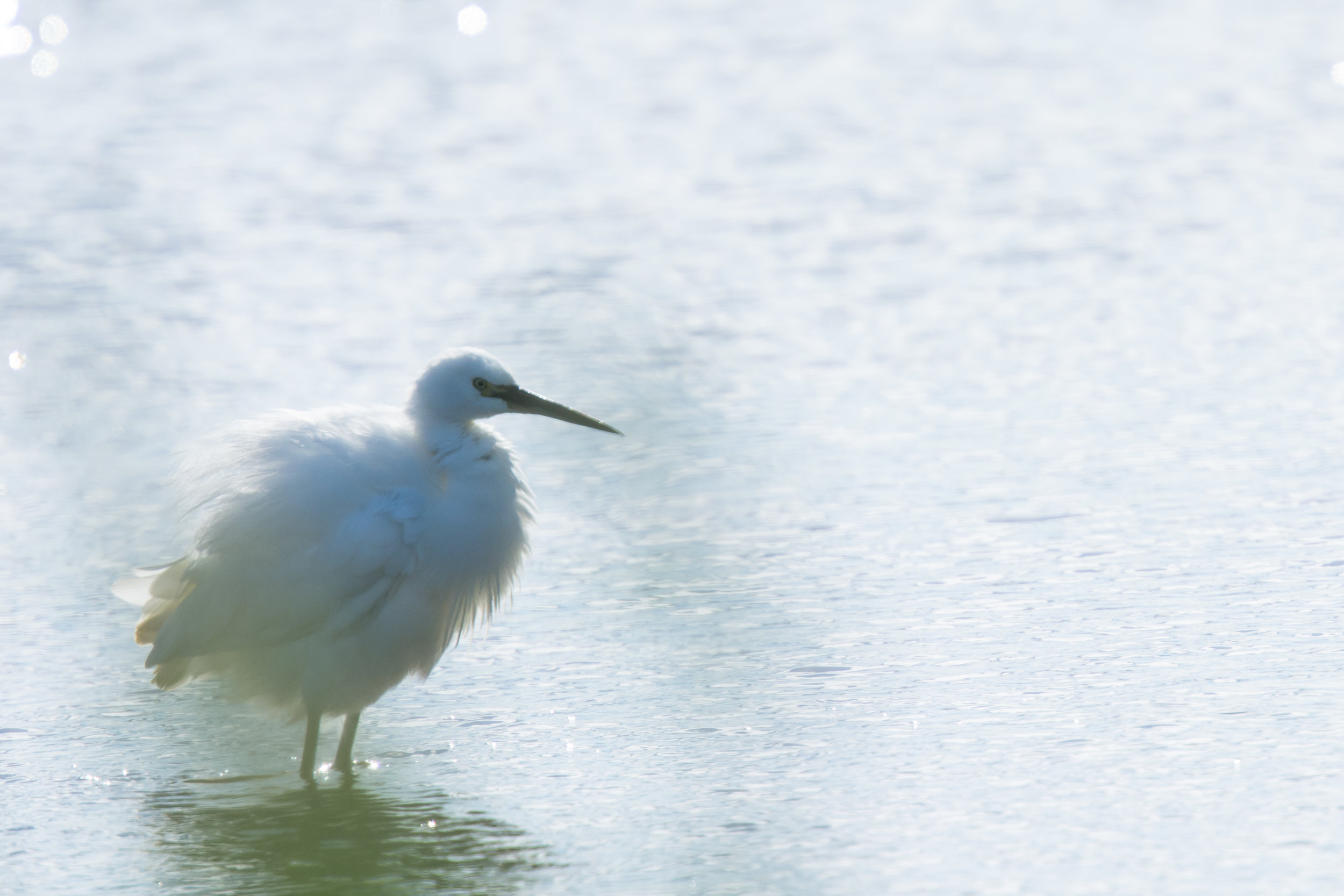 EdR_LittleEgret_Minsmere.jpg