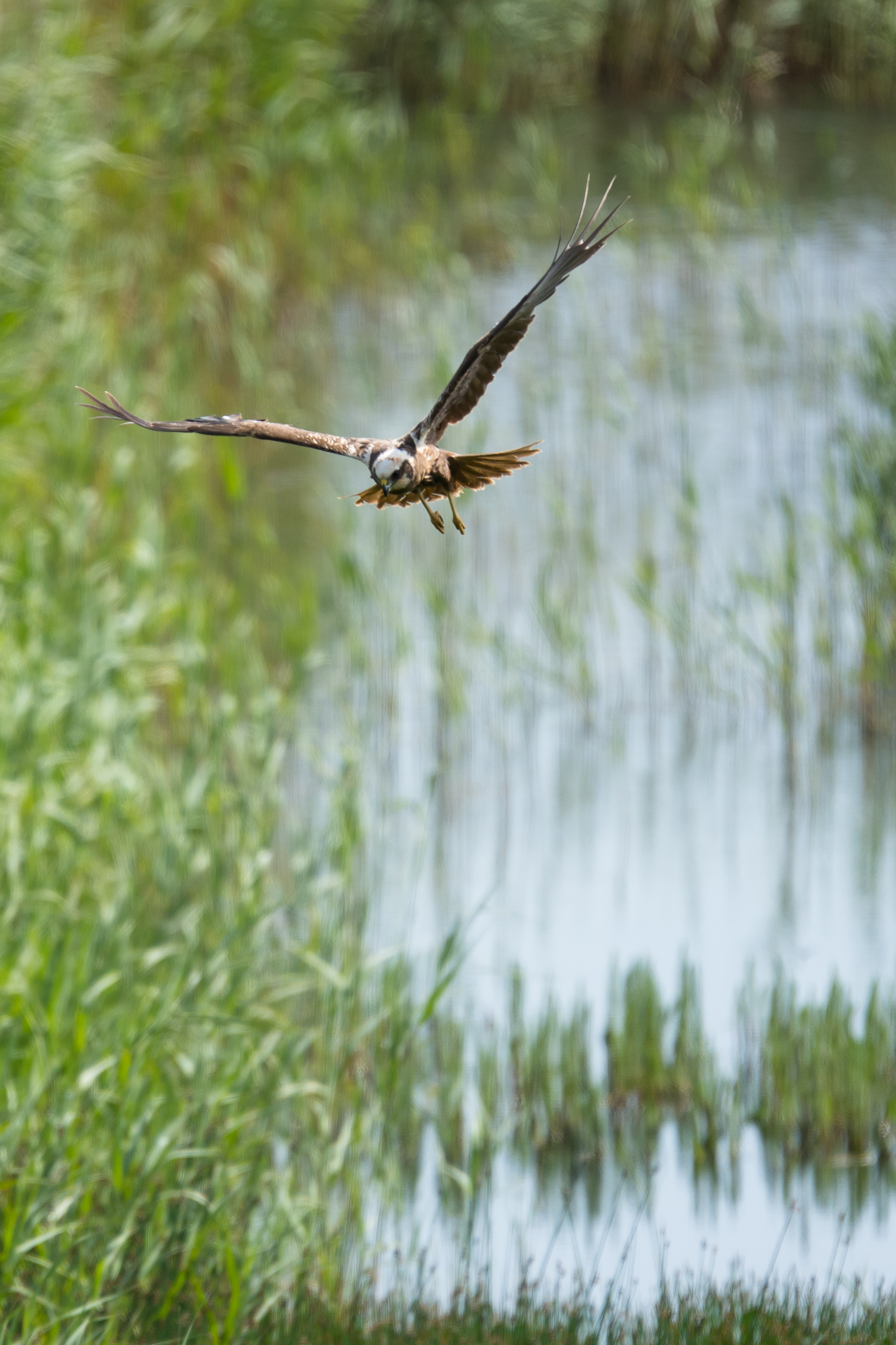 EdR_MarshHarrier_Minsmere.jpg
