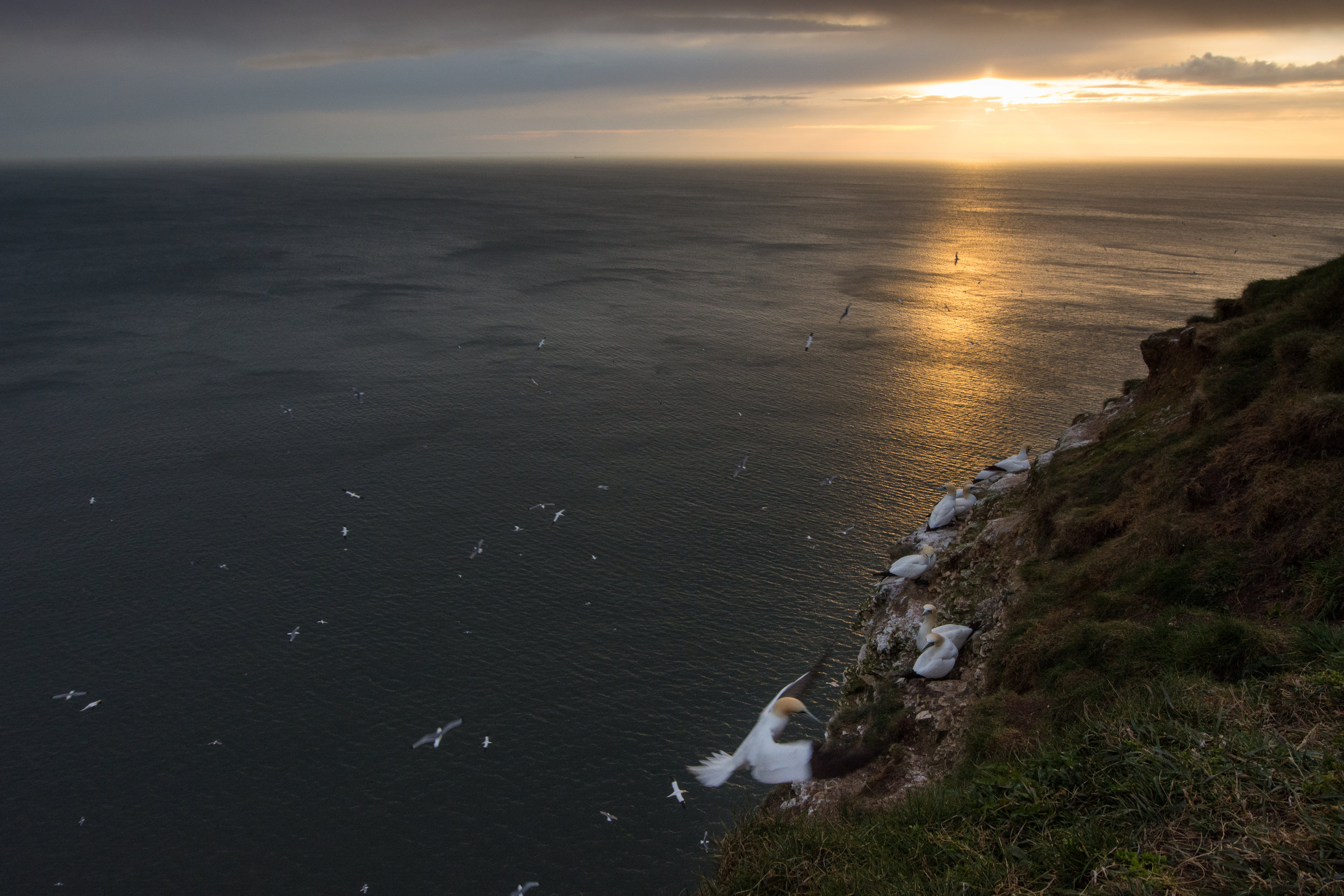 EdR_Gannet_Wideangle.jpg