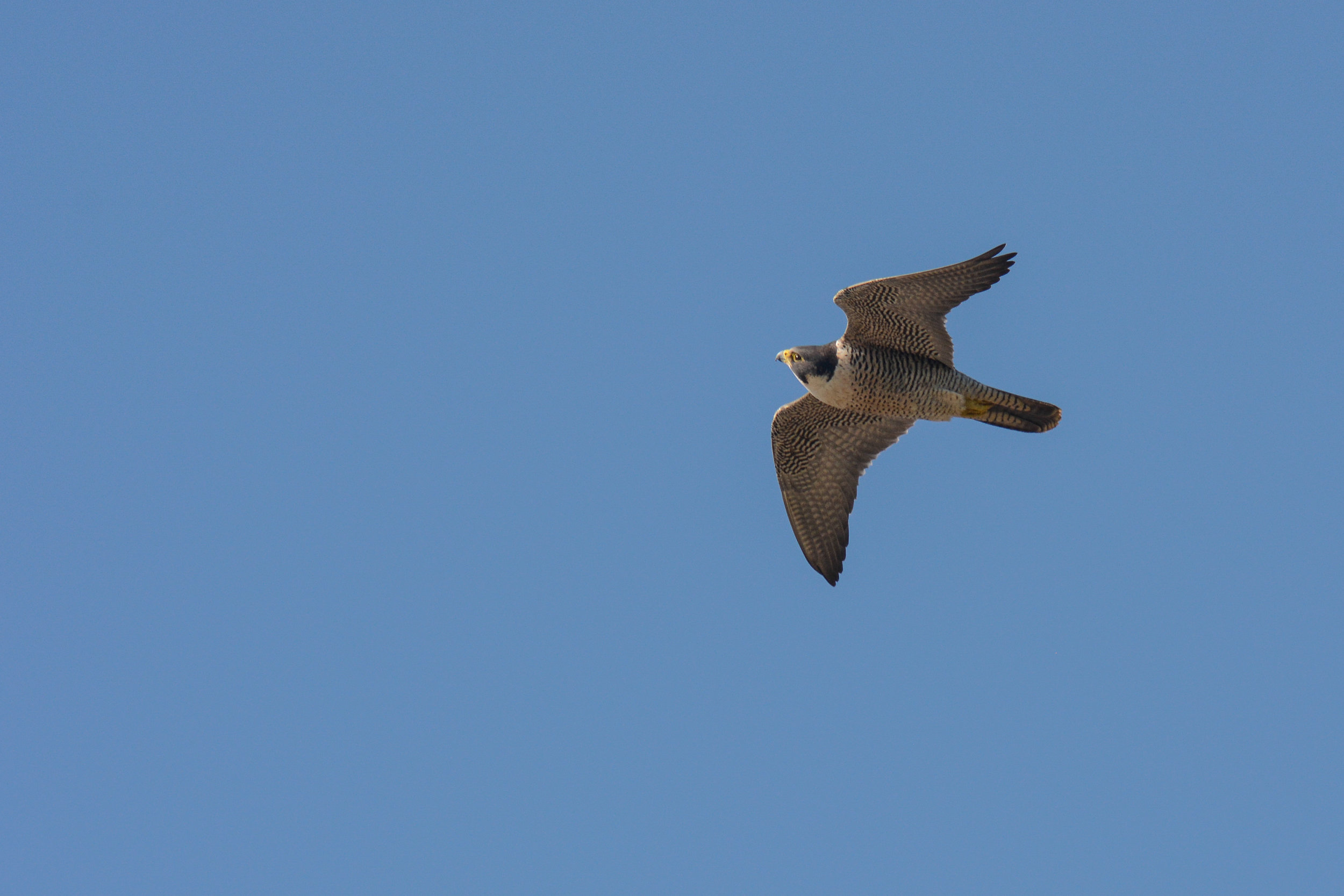 EdR_Peregrine_in_flight.jpg