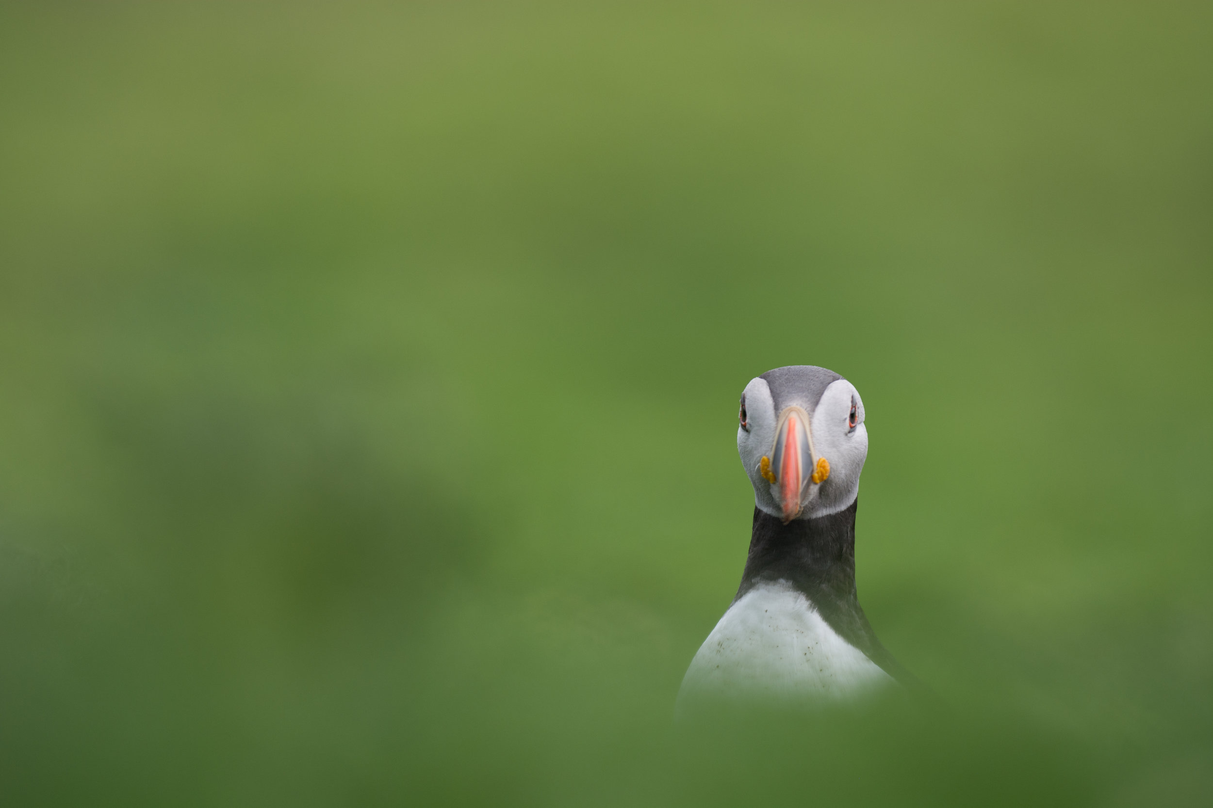 EdR_Puffin_Surprise.jpg