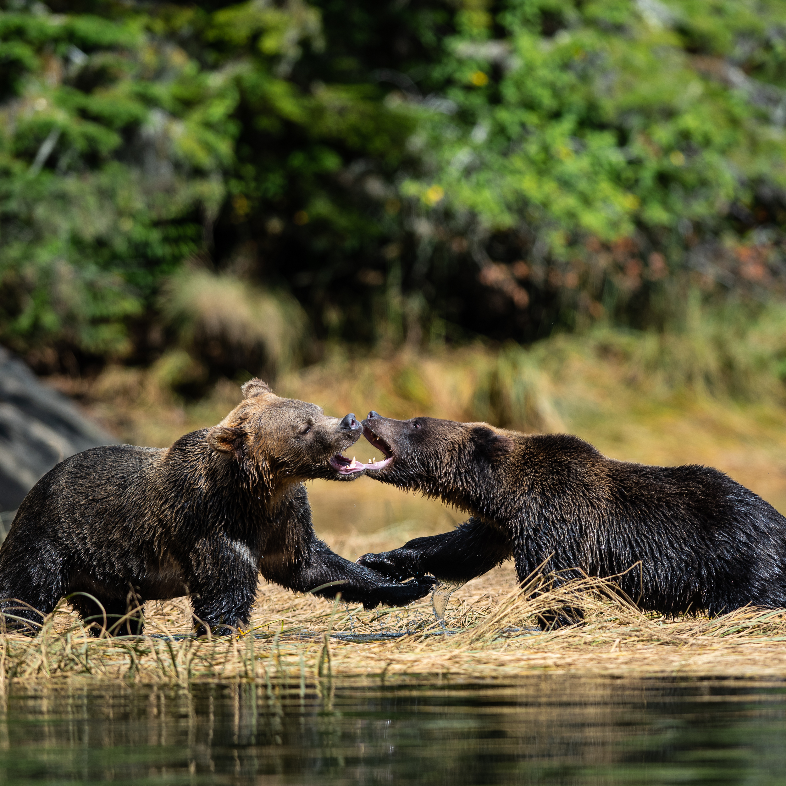 Great Bear Rainforest - Grizzly Bears