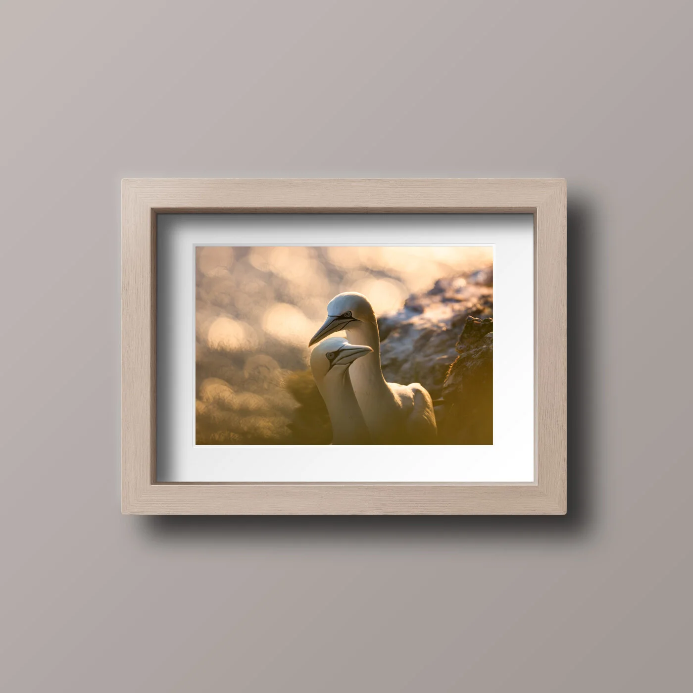 Gannets at sunrise - A3 print - with earrings available