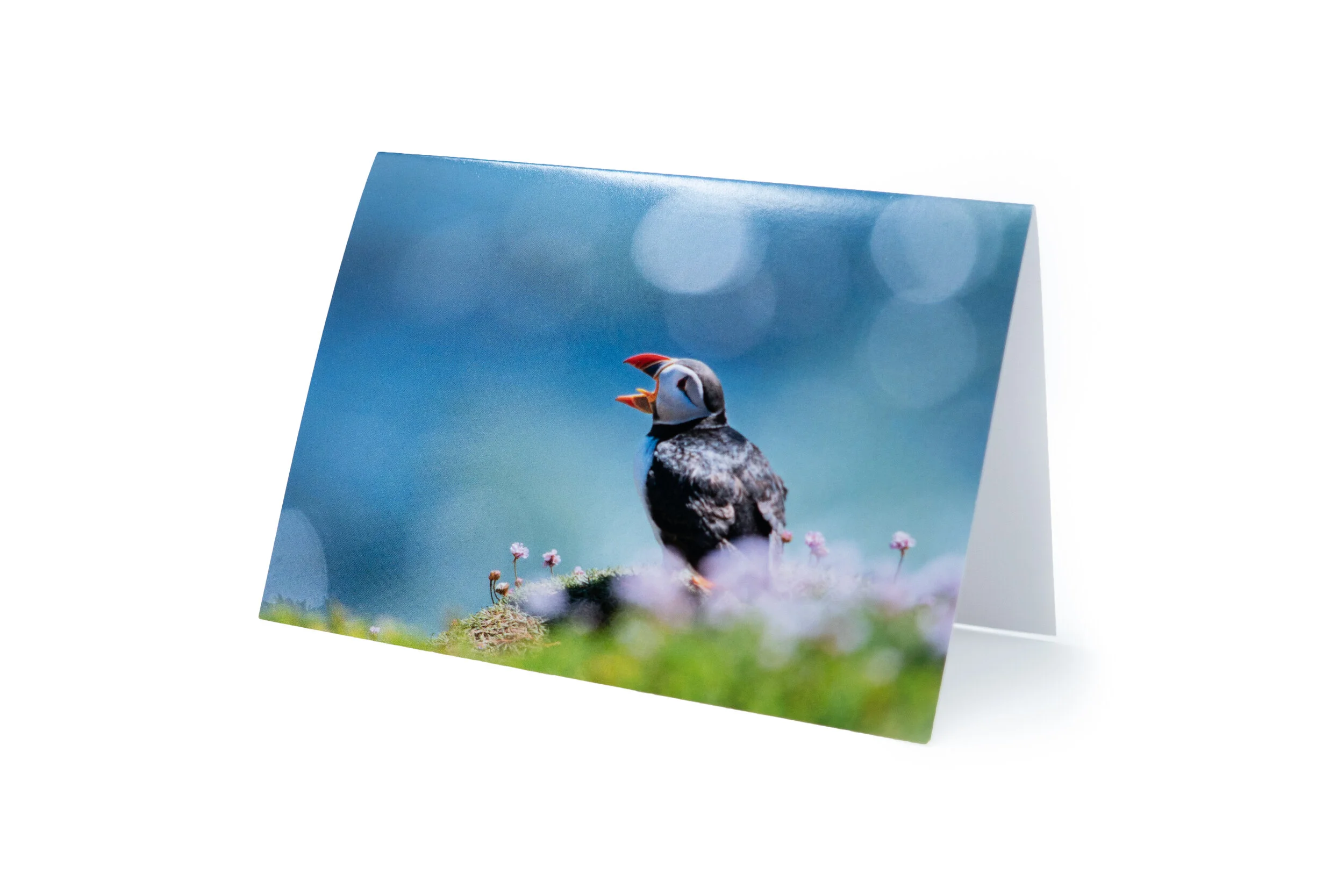 Puffin postcard