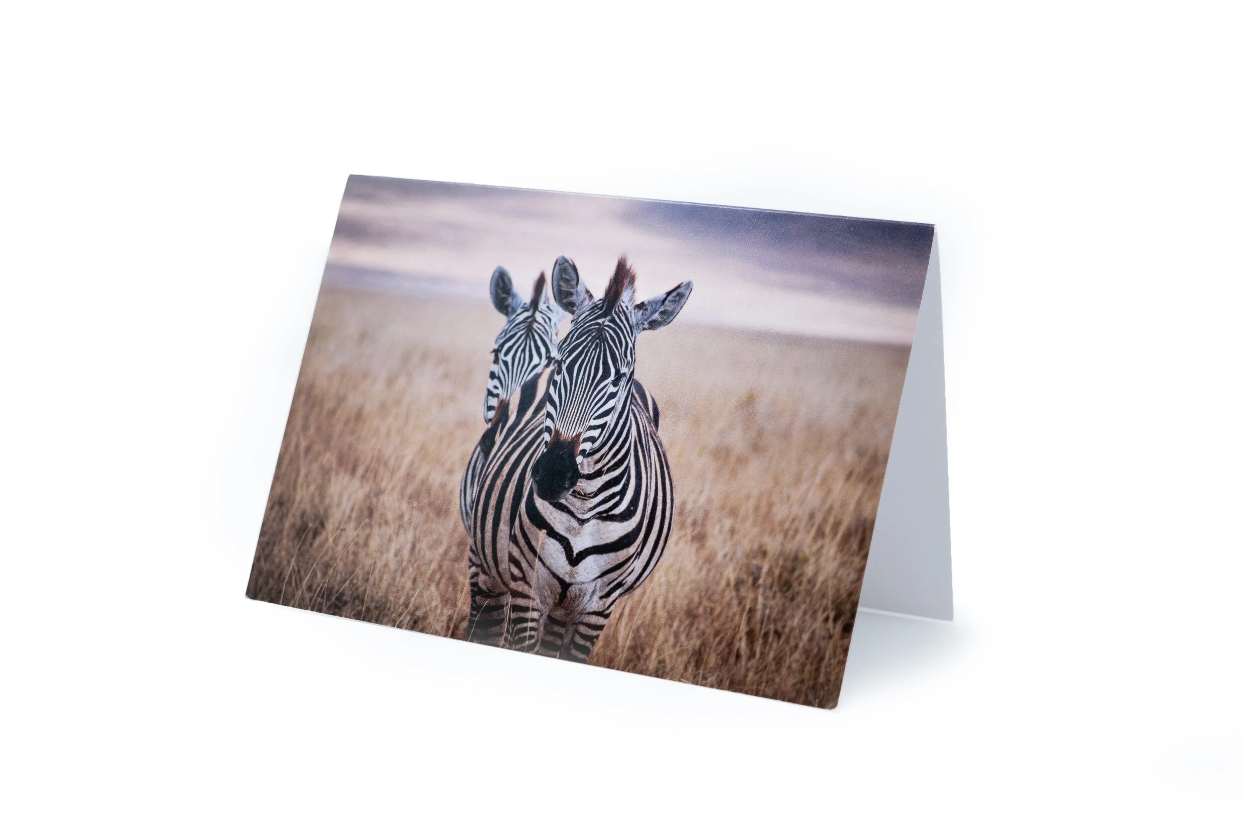 Two Zebras in the Seregenti postcard