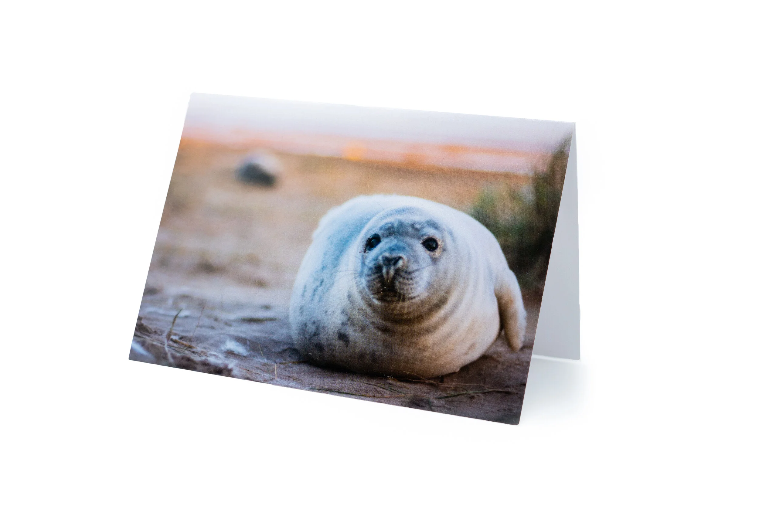 Seal pup postcard