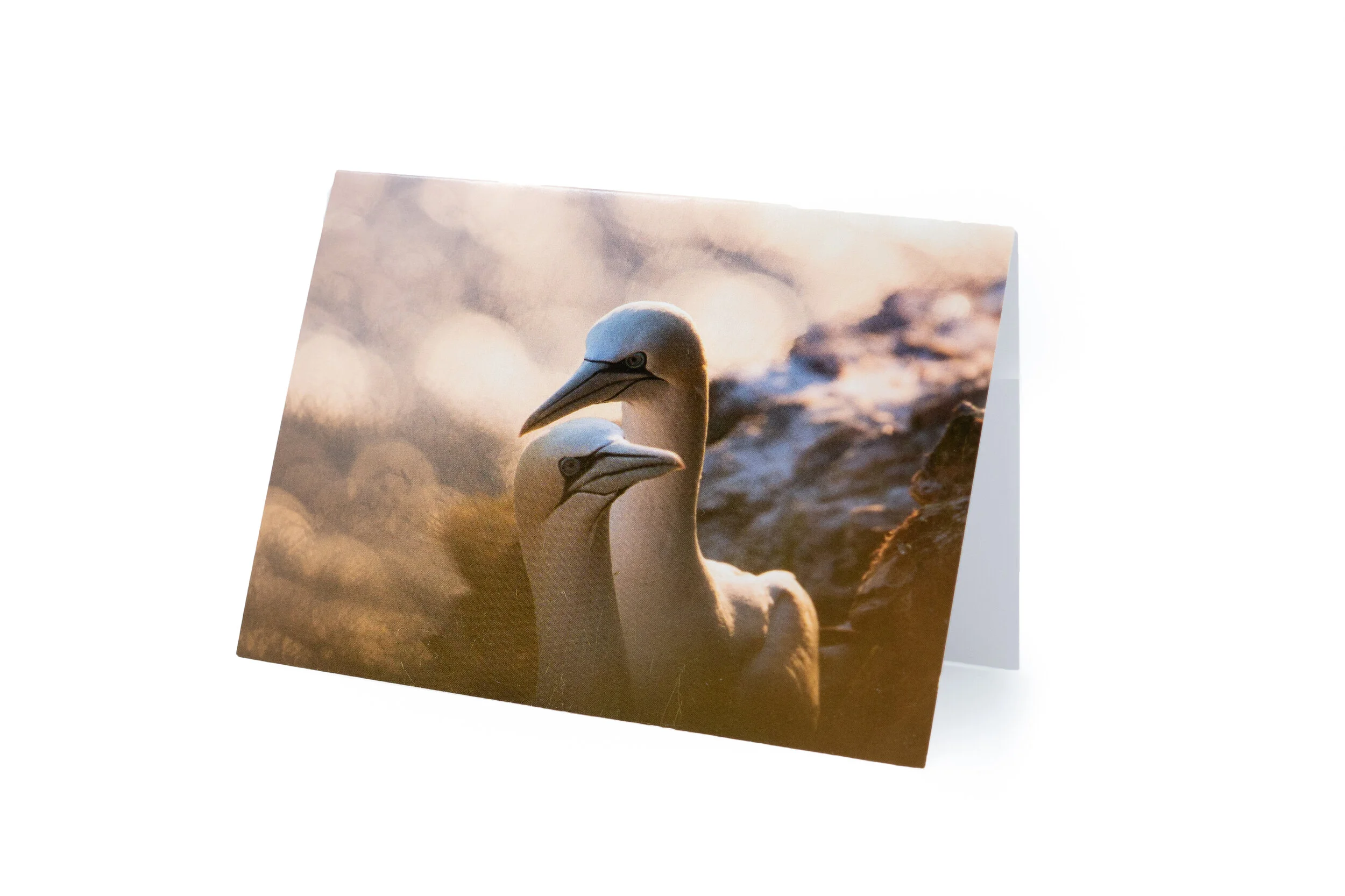 Gannet couple postcard