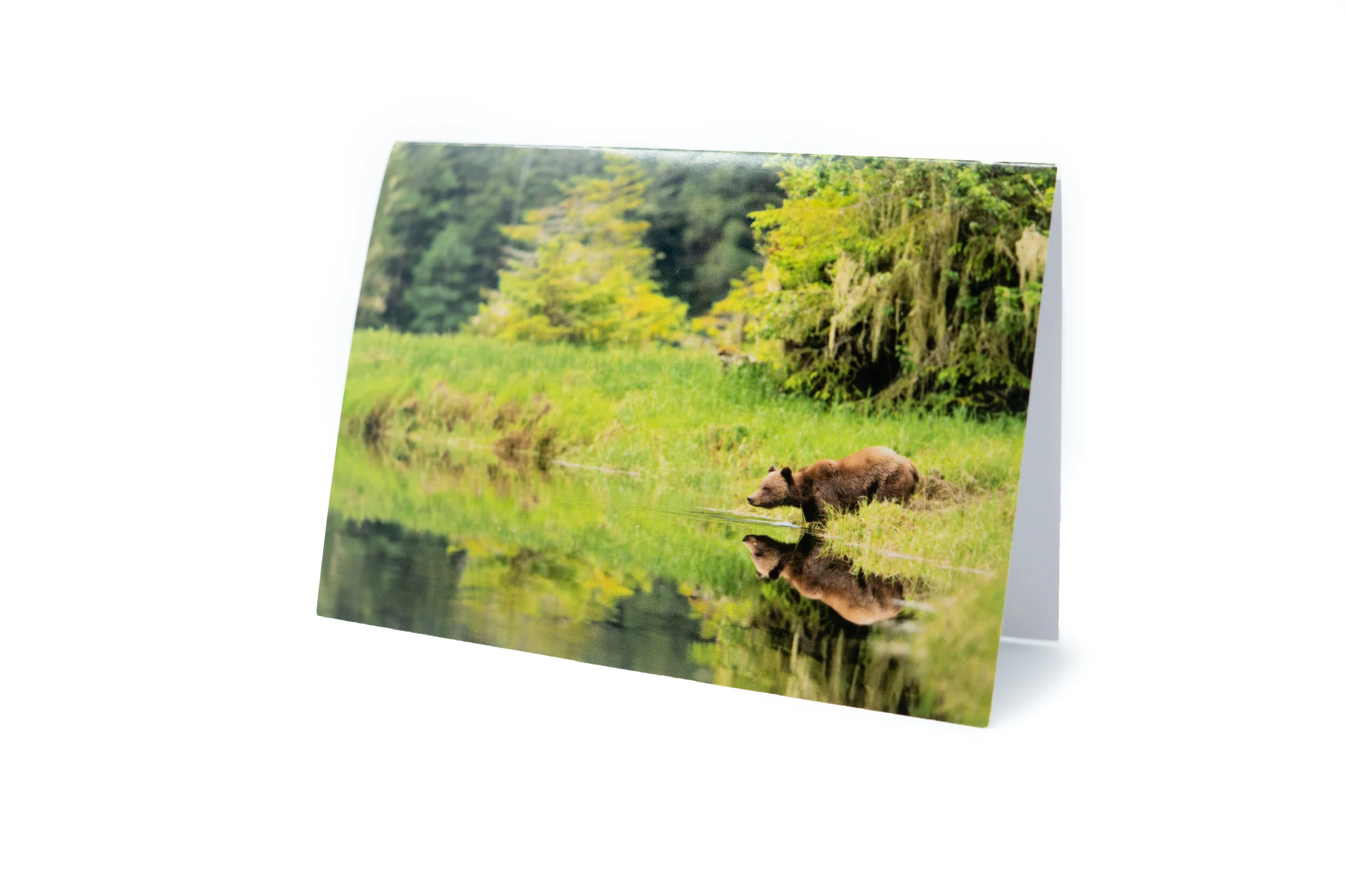 Grizzly bear postcard
