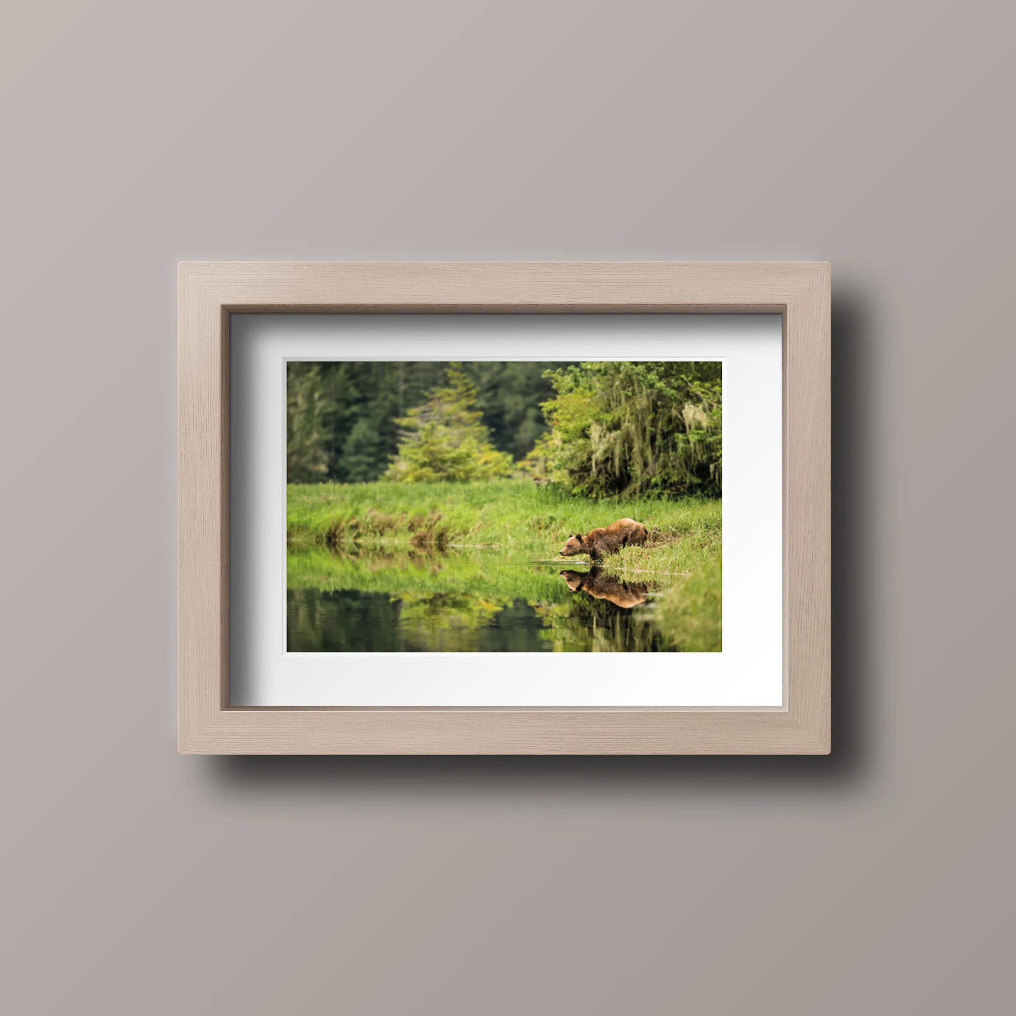 Grizzly bear reflections - A3 print