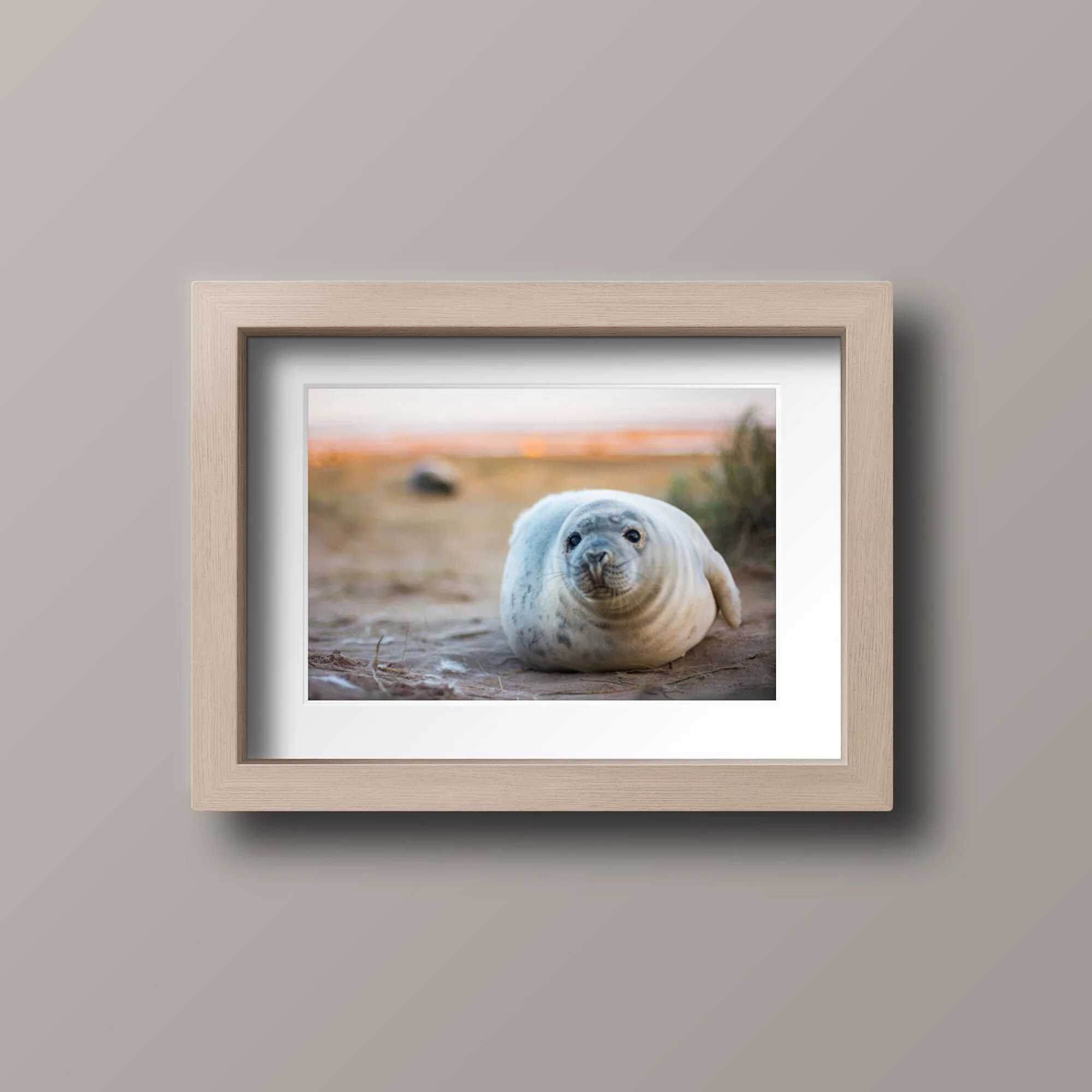 Seal Pup - A3 print