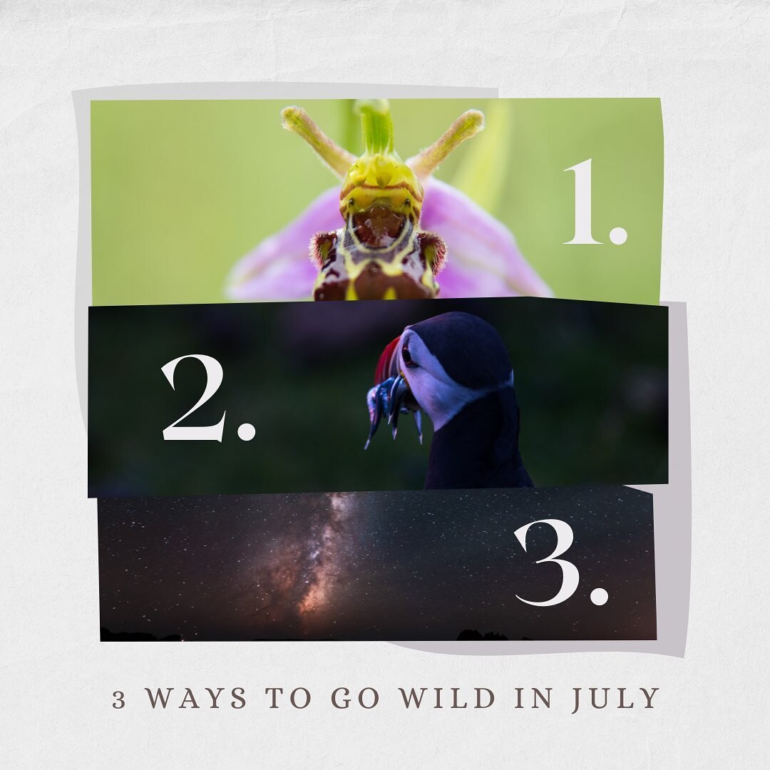 3 ways to go wild this July!⁠⁠
⁠⁠
A little bit late, but July's blog is up on the website! If you're stuck for suggestions for how to make the most of the sunny weather, here's a few wild ideas:⁠⁠
⁠⁠
🌷 - find wild orchids - There are 52 species of w