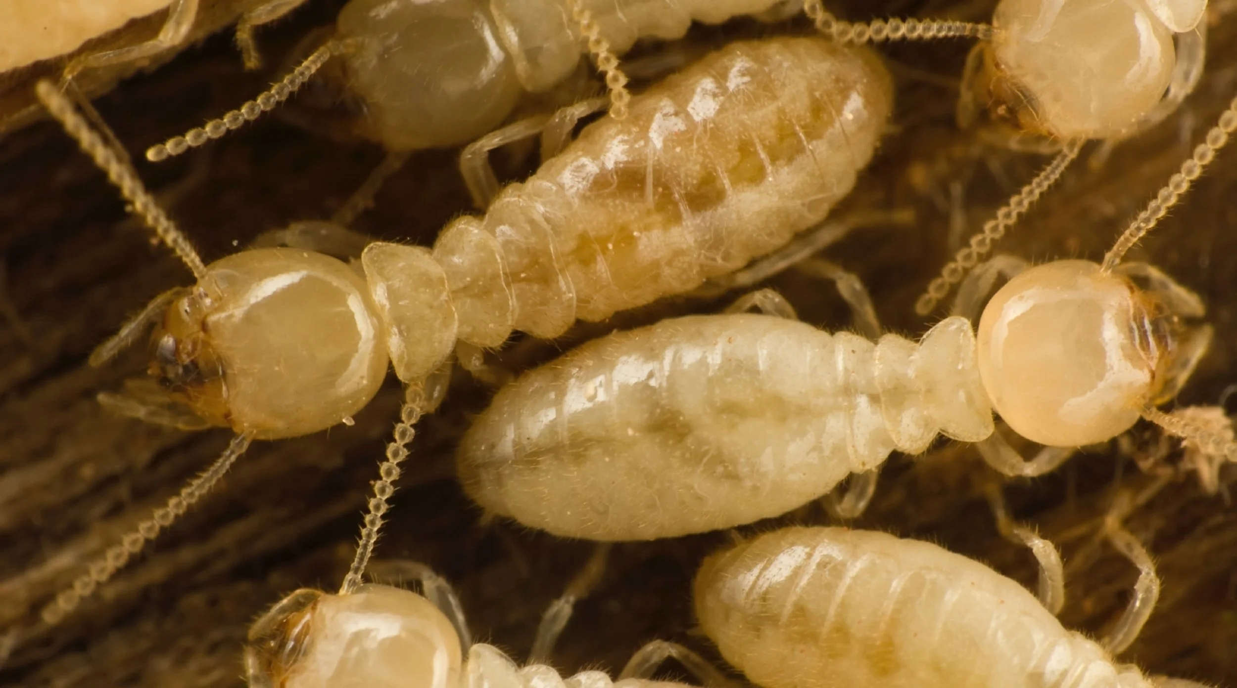 termite-home-inspection.jpg