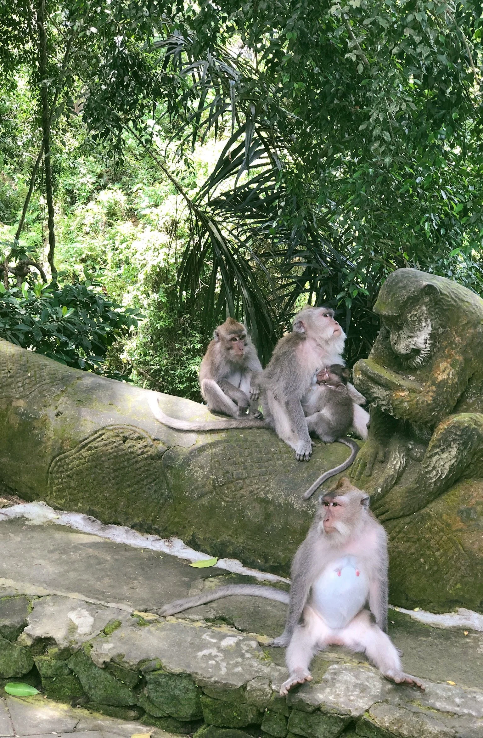 Sacred Monkey Forest