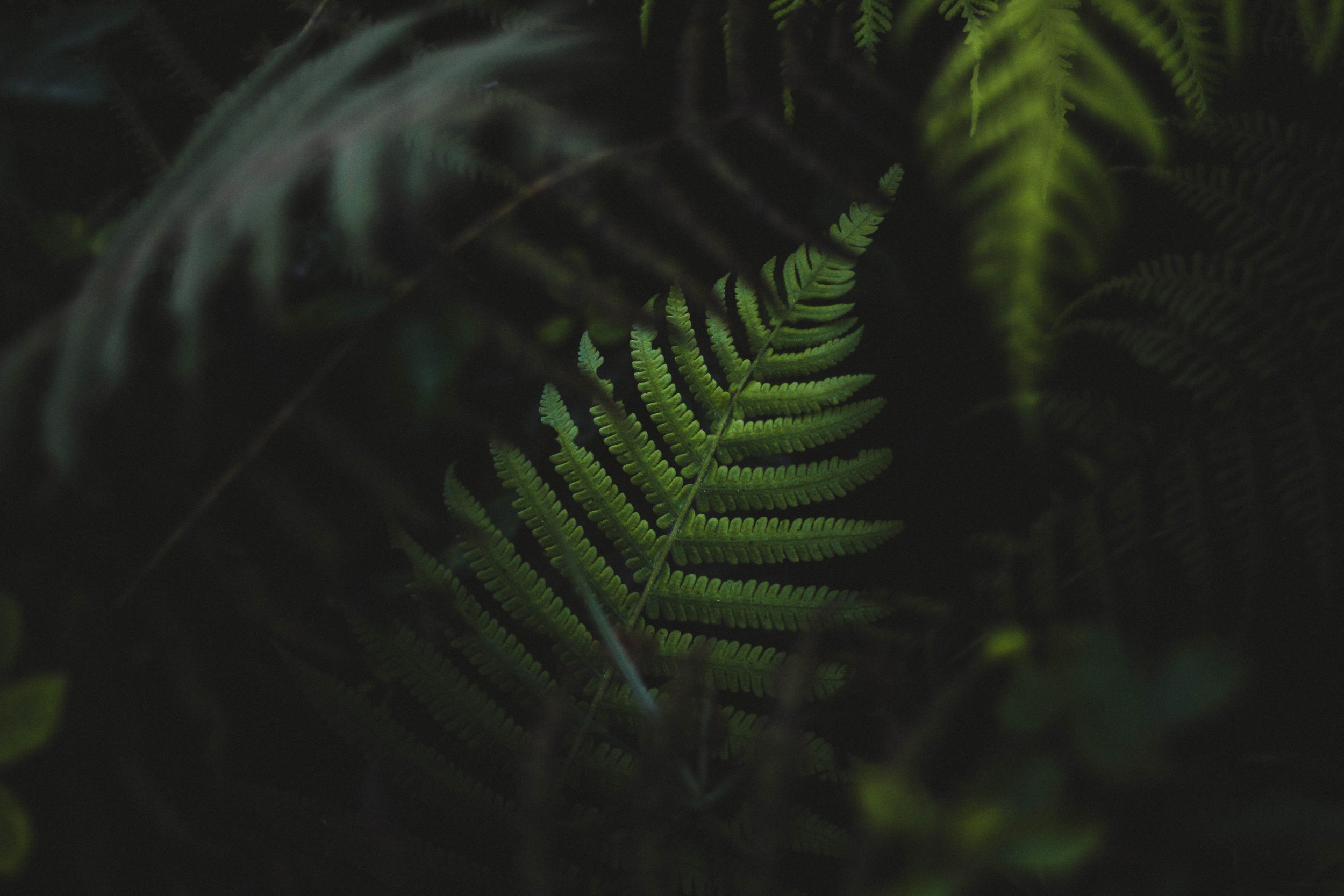 jeremy-bishop-167191-unsplash.jpg