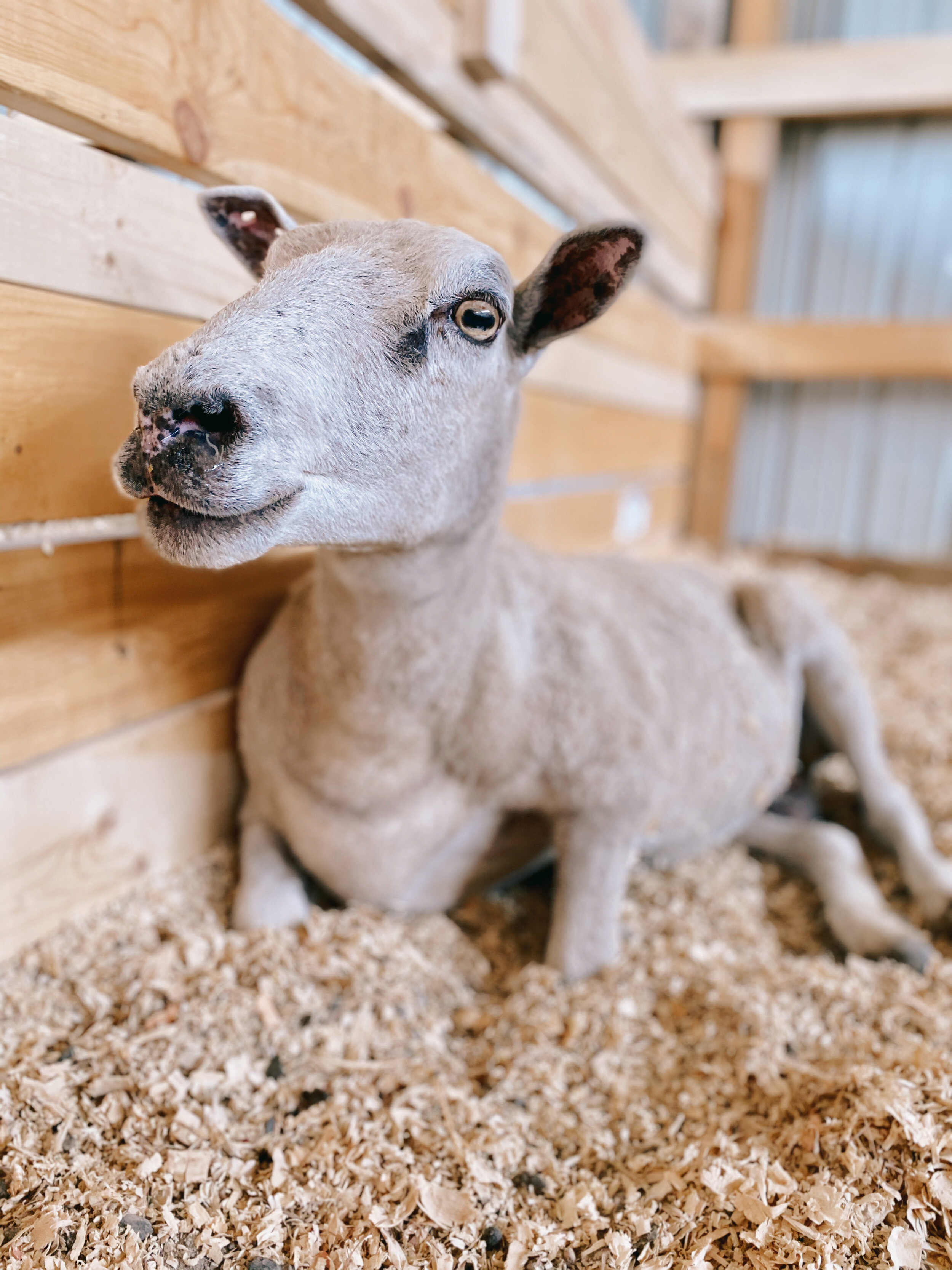Elsa — Iowa Farm Sanctuary