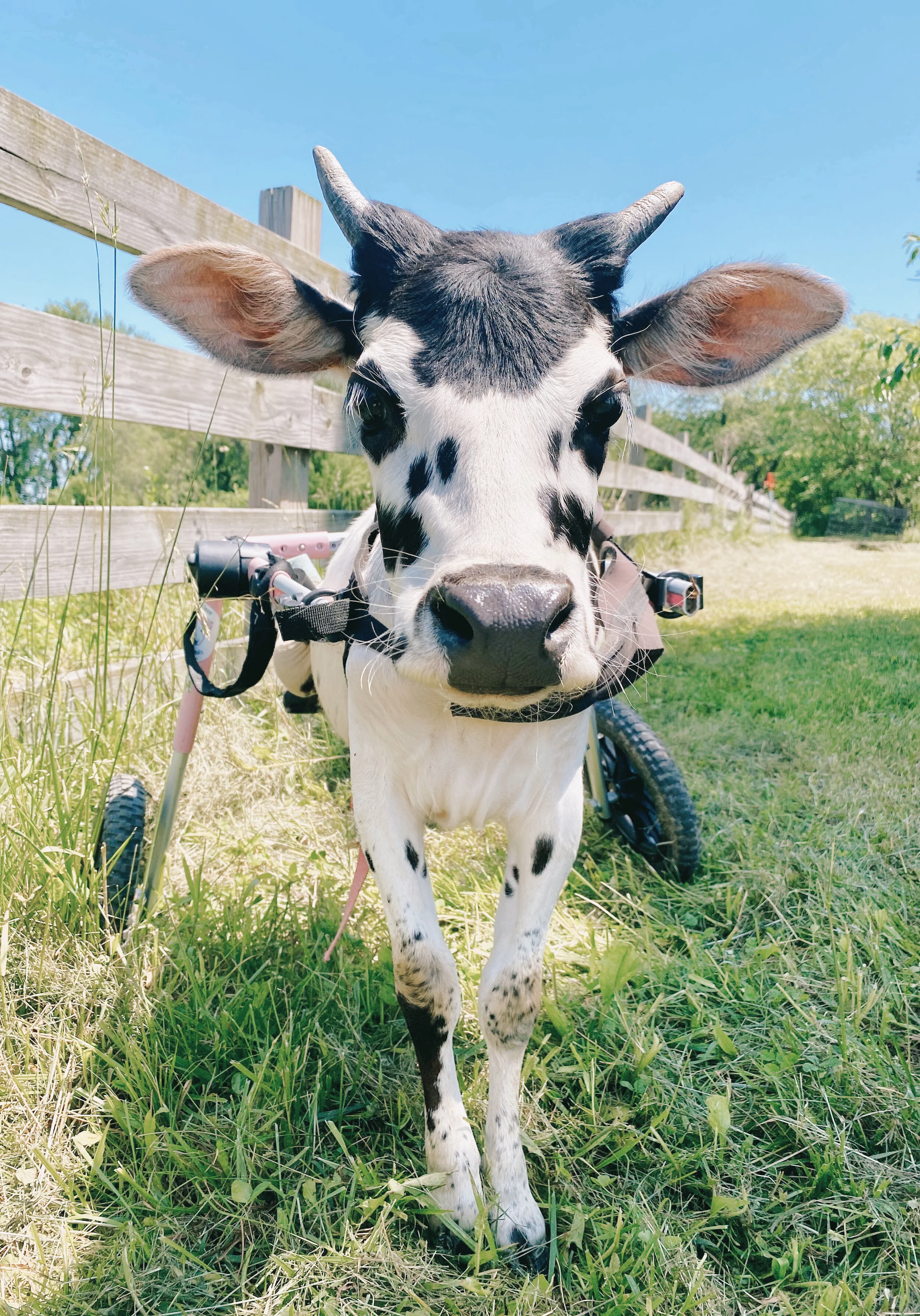 Sponsor Angel for a Year