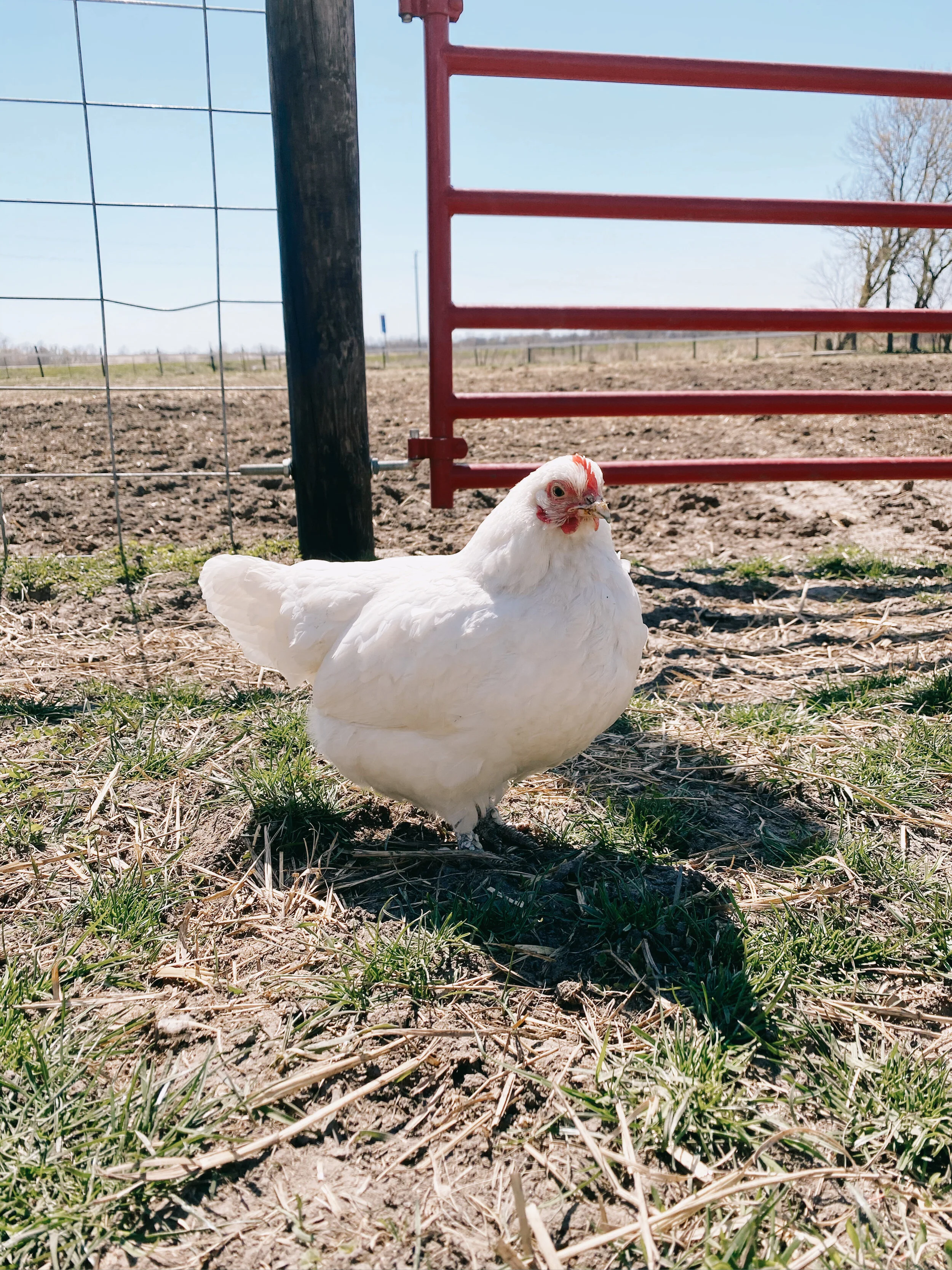 Sponsor Pepper for a Month