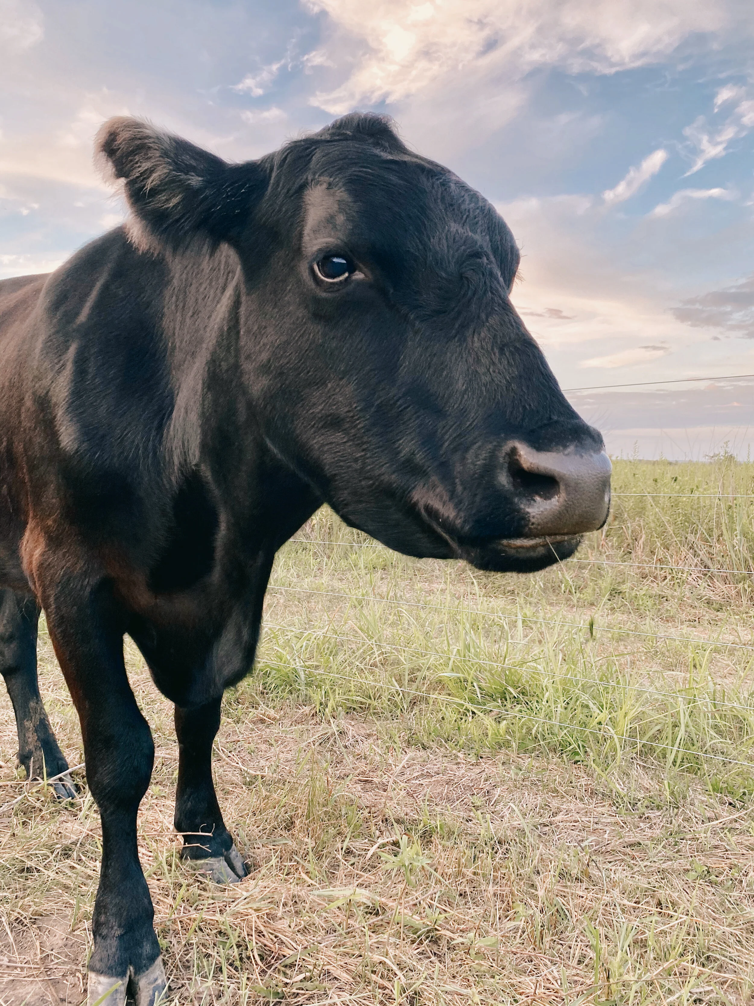 Sponsor Max for a Month