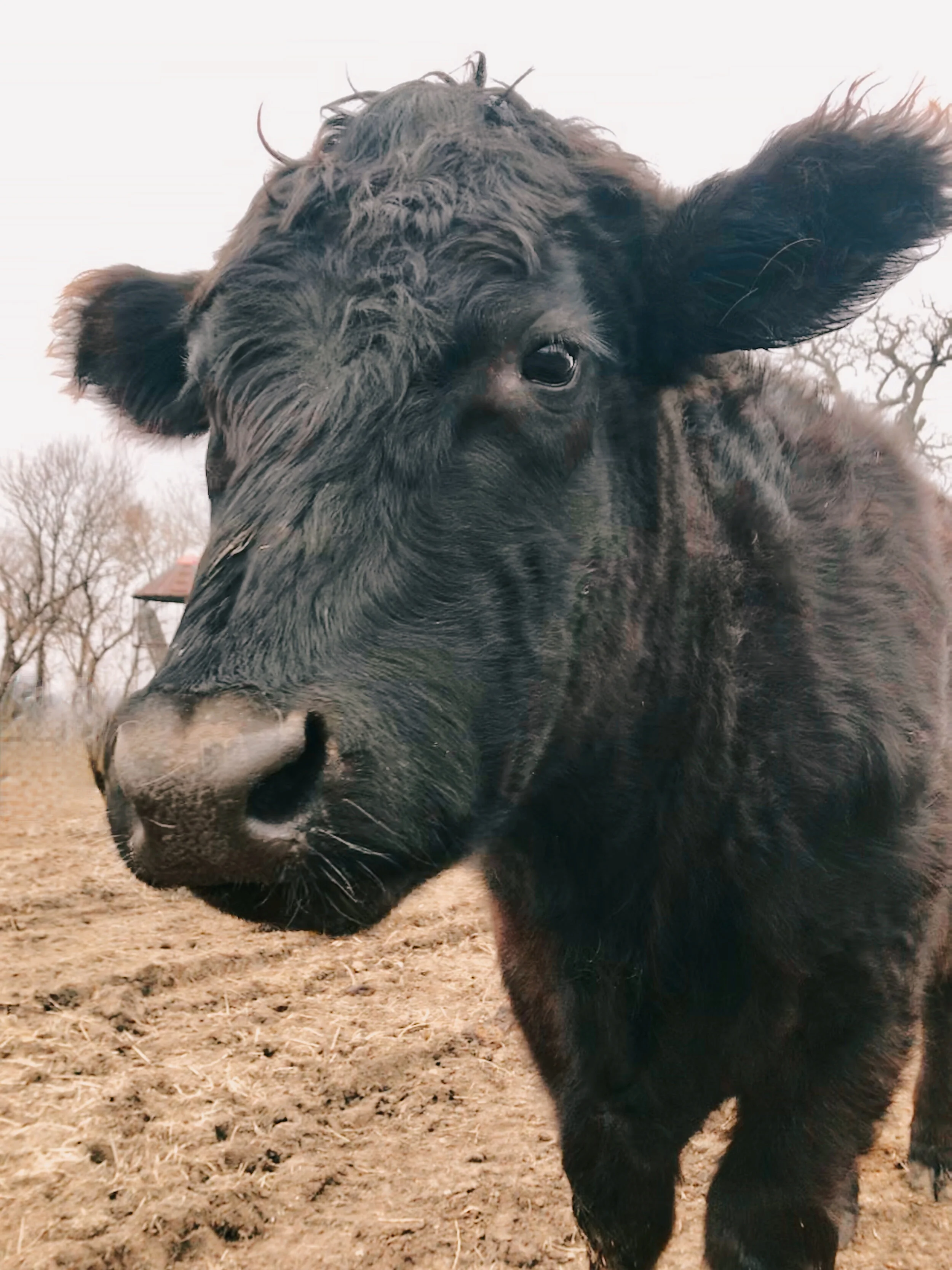 Sponsor Tucker for a Month