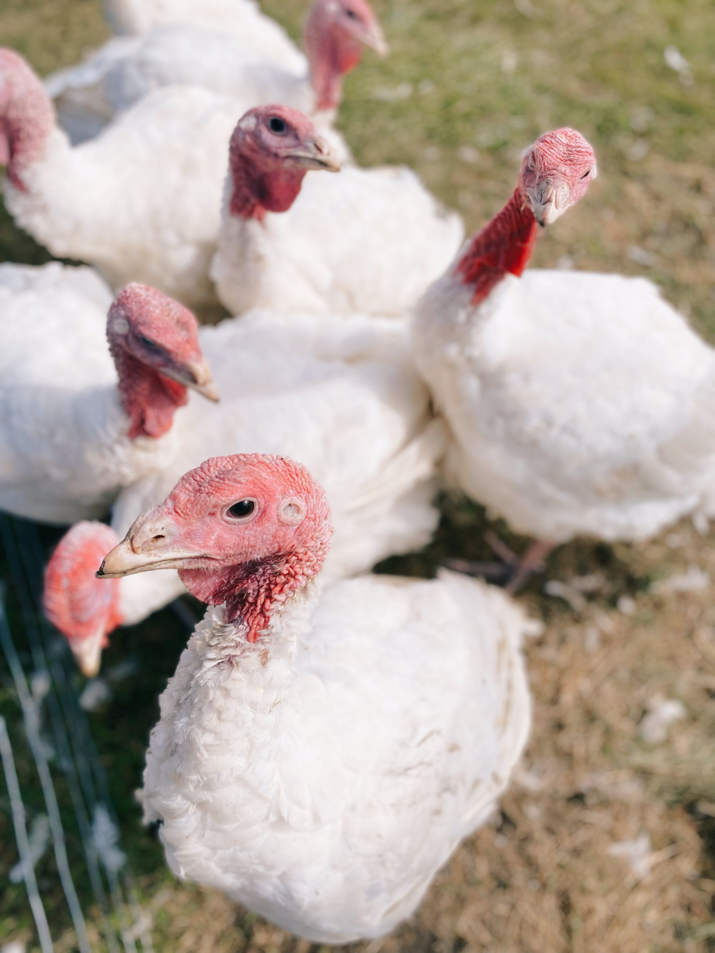 Turkey flock .jpg