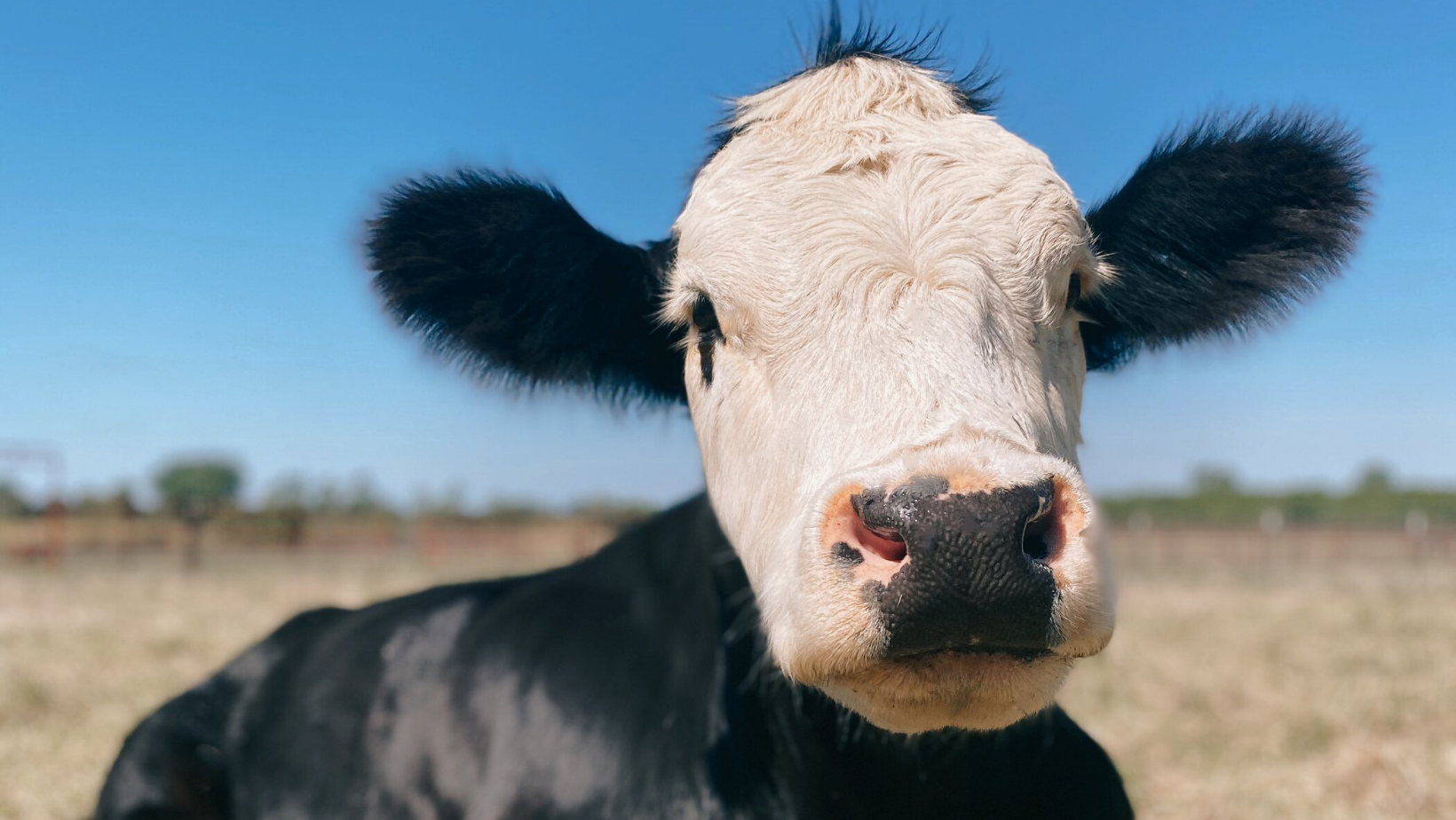 Iowa Farm Sanctuary