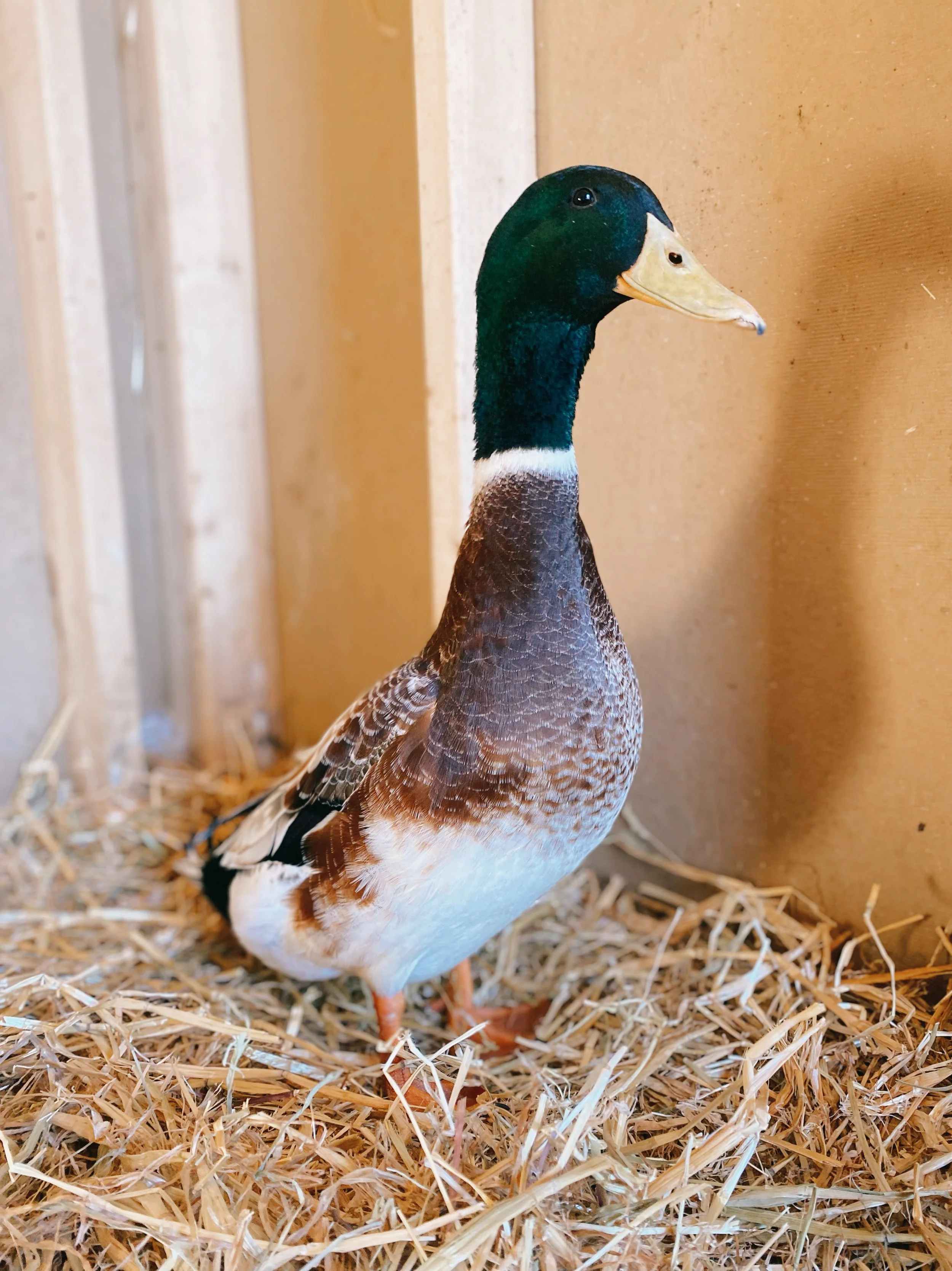 Sponsor Henri for a Year