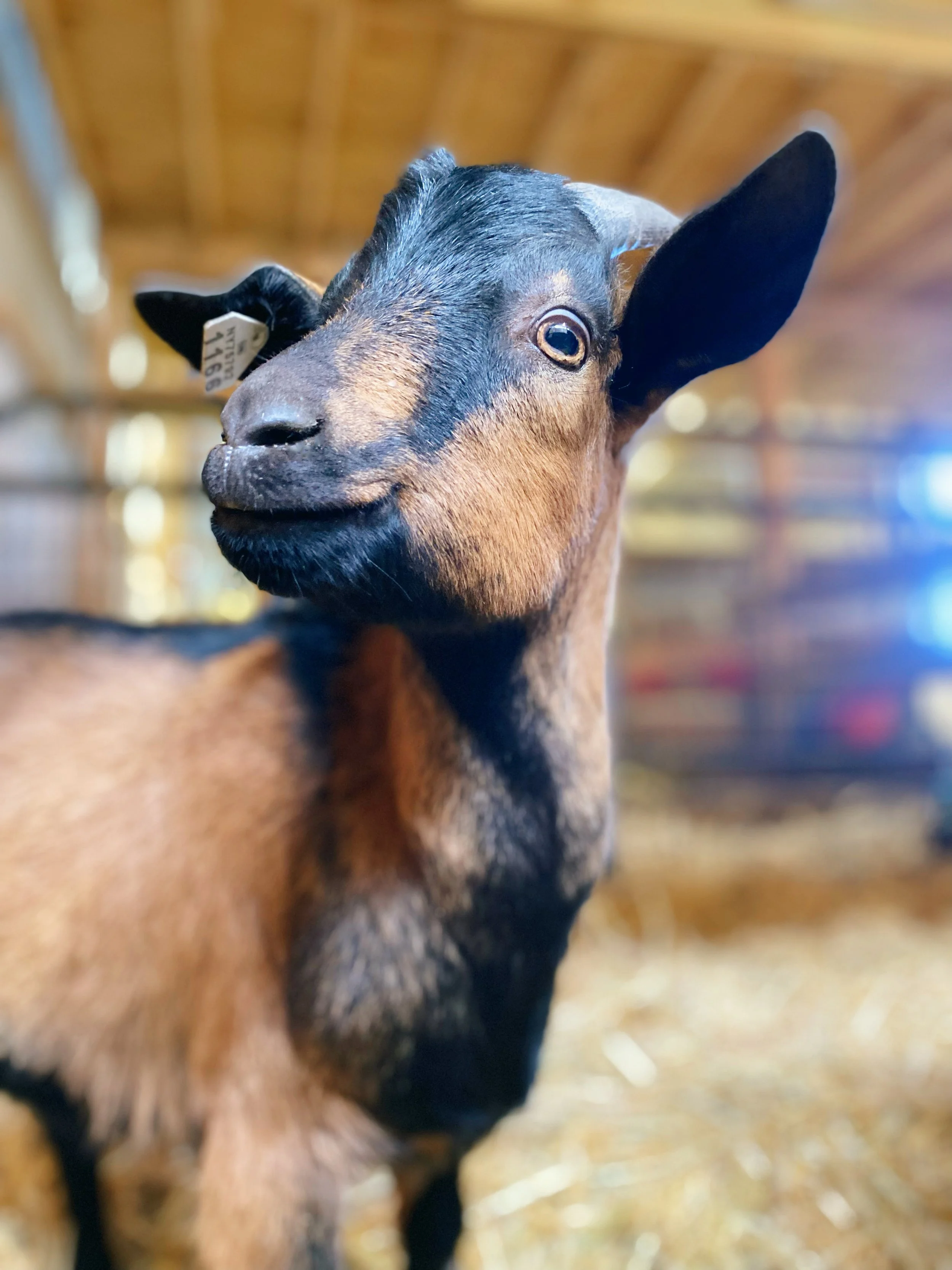 Sponsor Sam for a Year