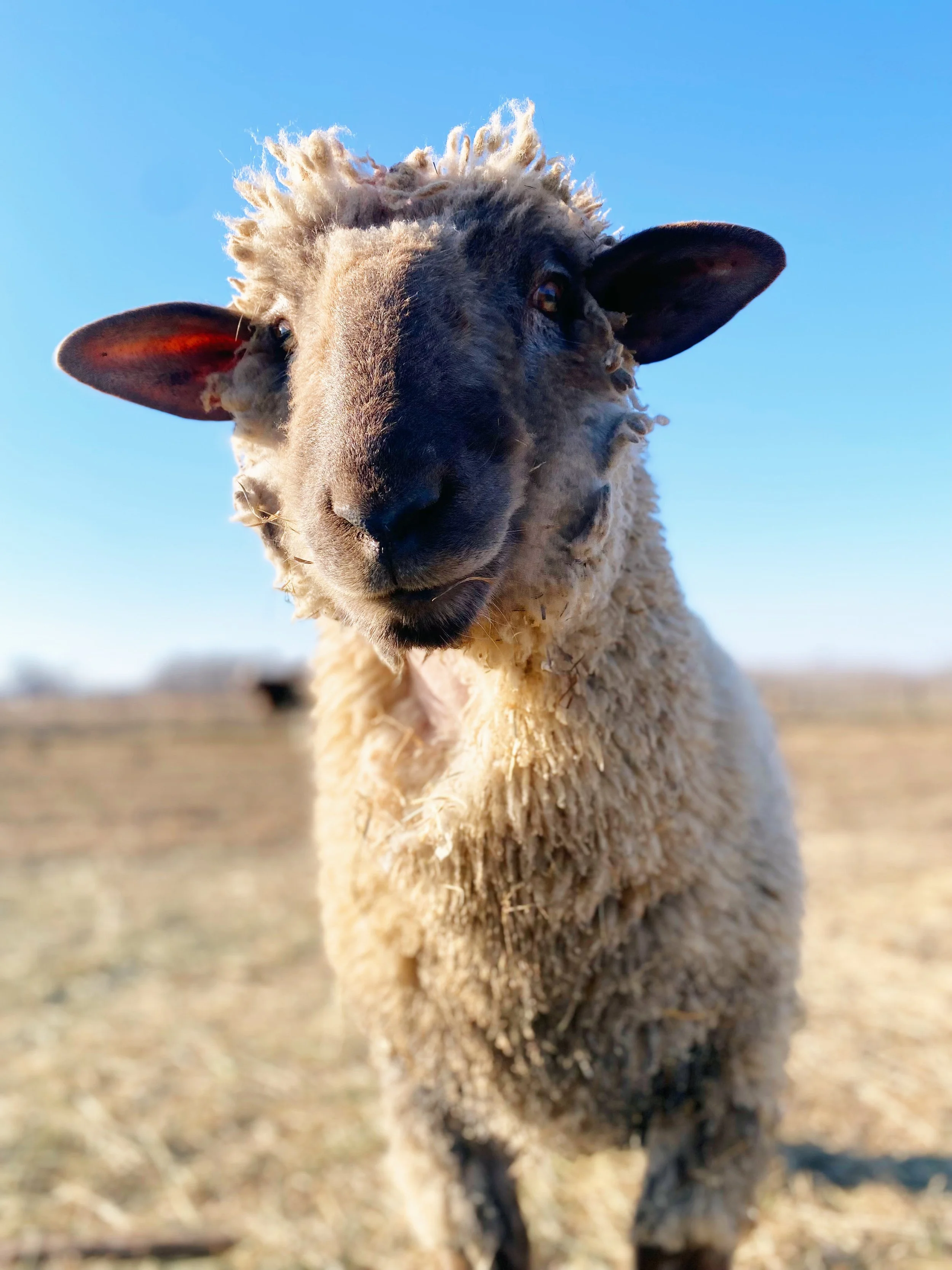 Sponsor Pablo for a Year